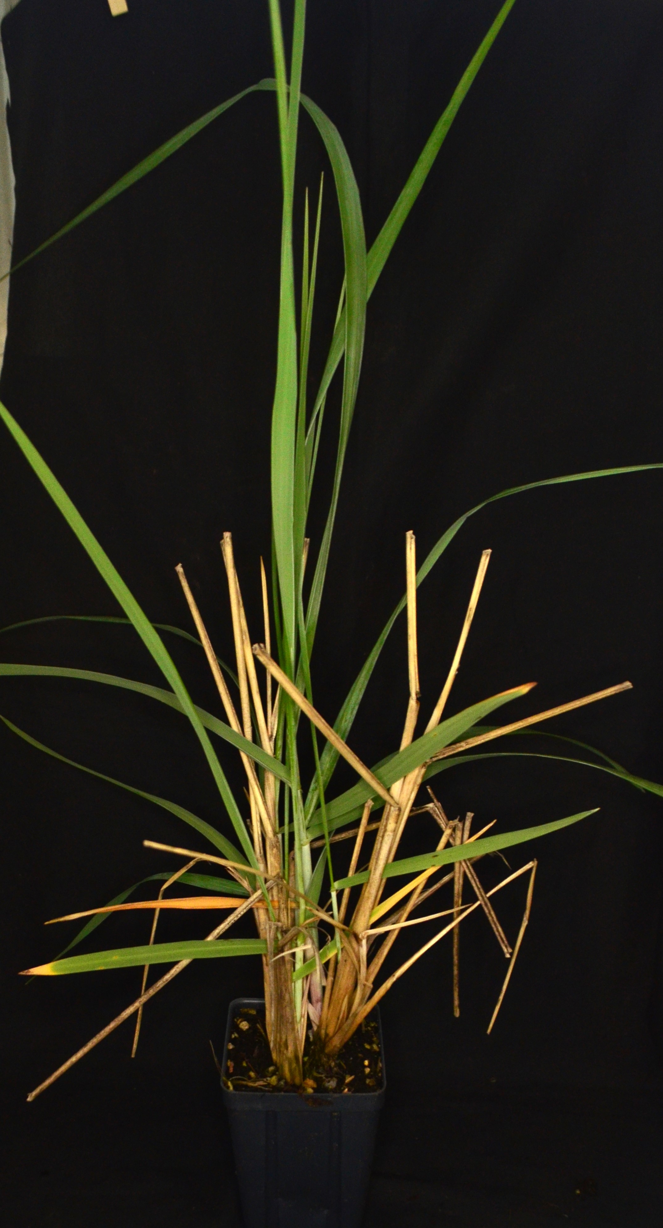 <i>Leymus mollis</i>