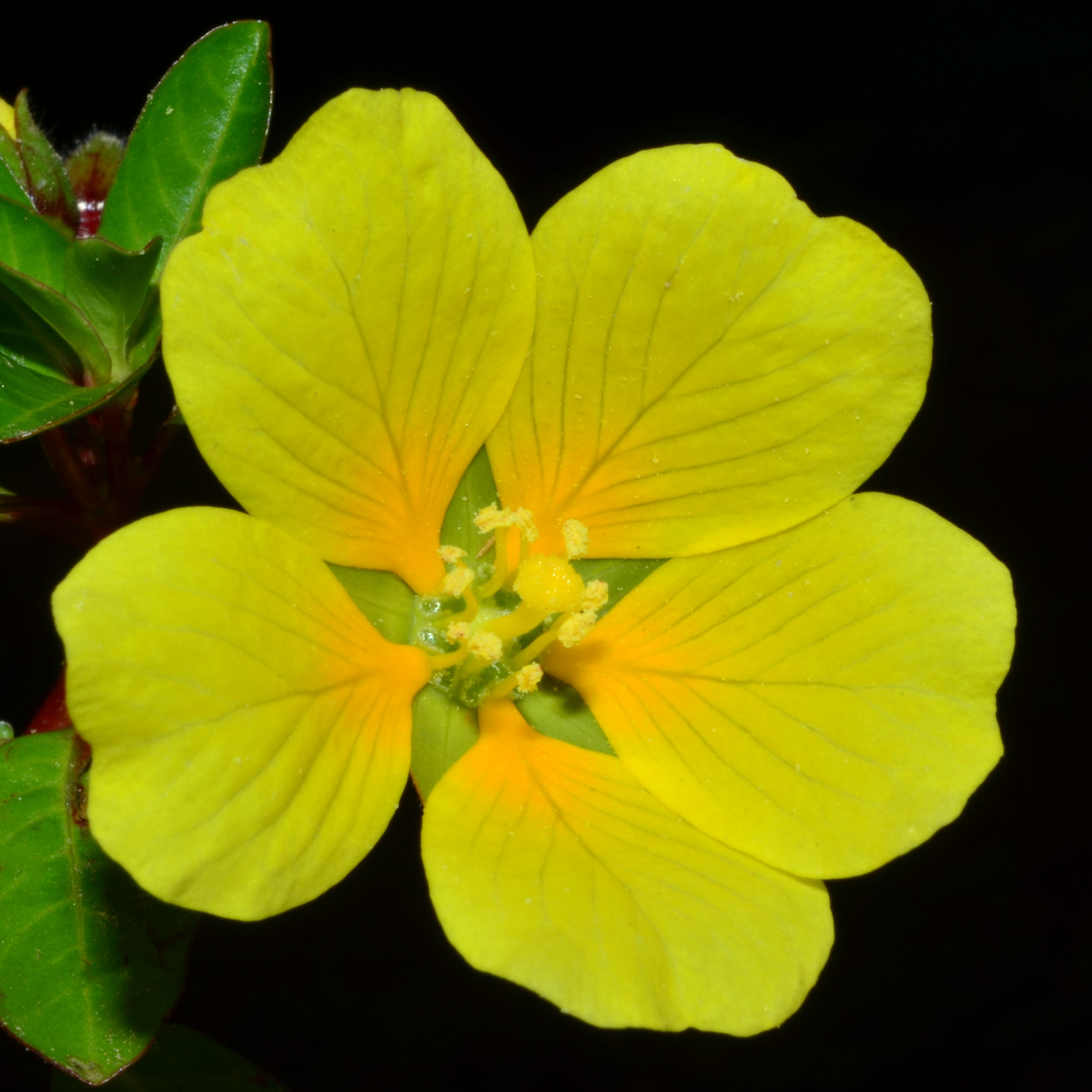 <i>Ludwigia hexaa</i>