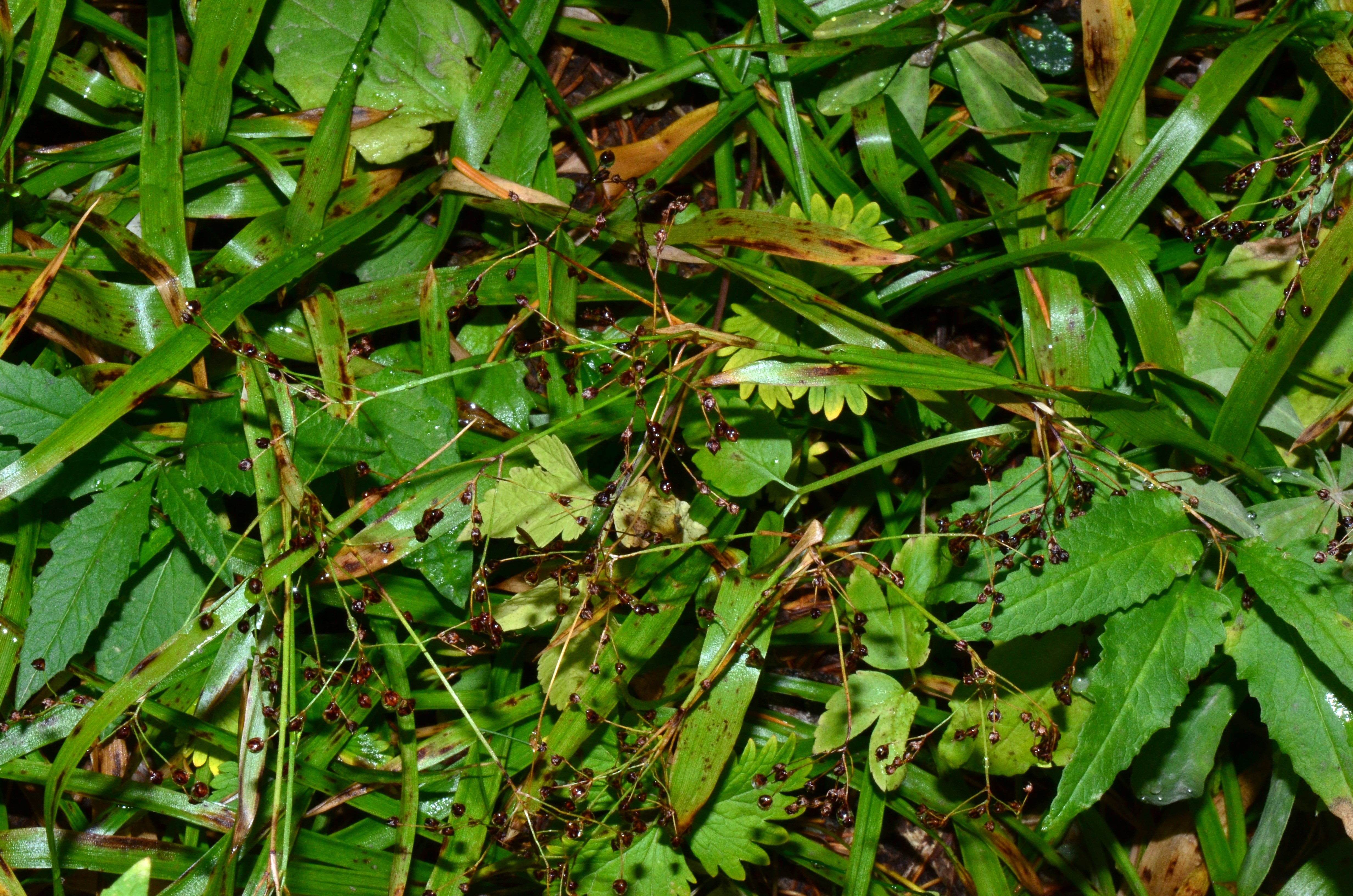 <i>Luzula hitchcockii</i>