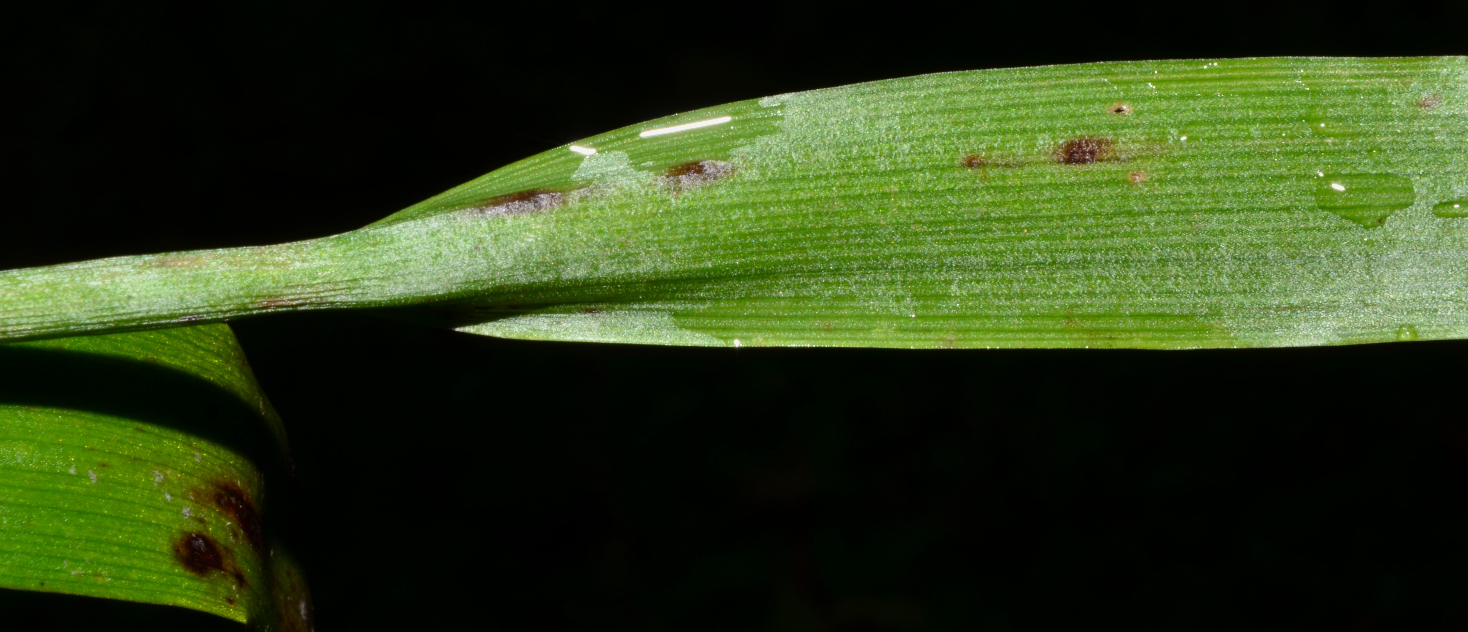 <i>Luzula hitchcockii</i>