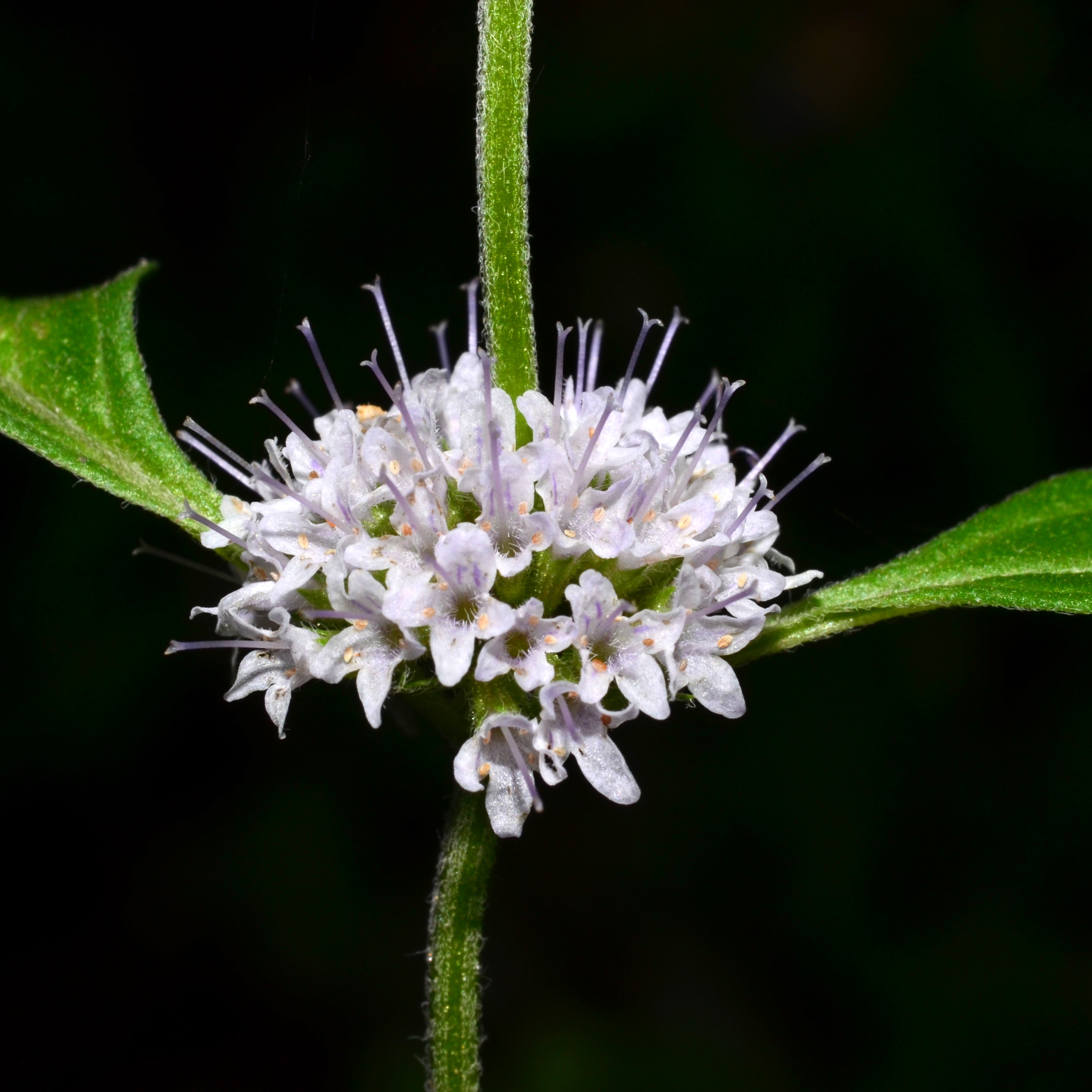 <i>Mentha canadensis</i>