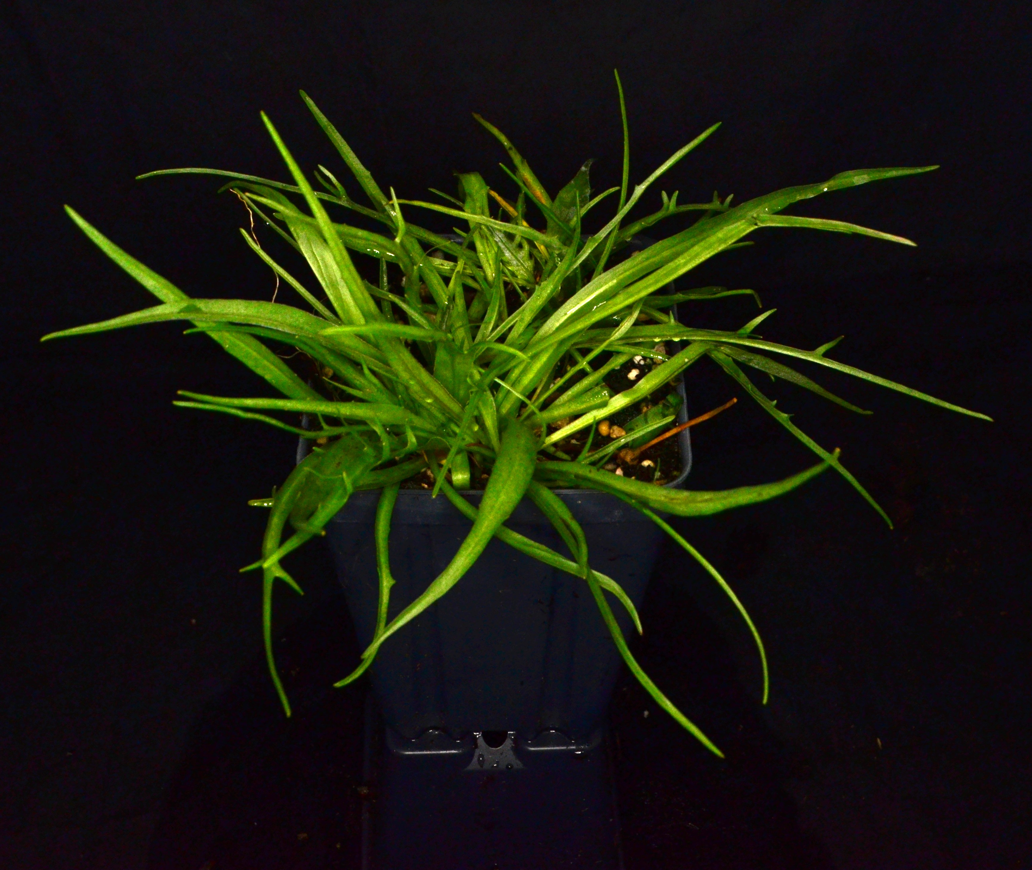 <i>Microseris laciniata</i>