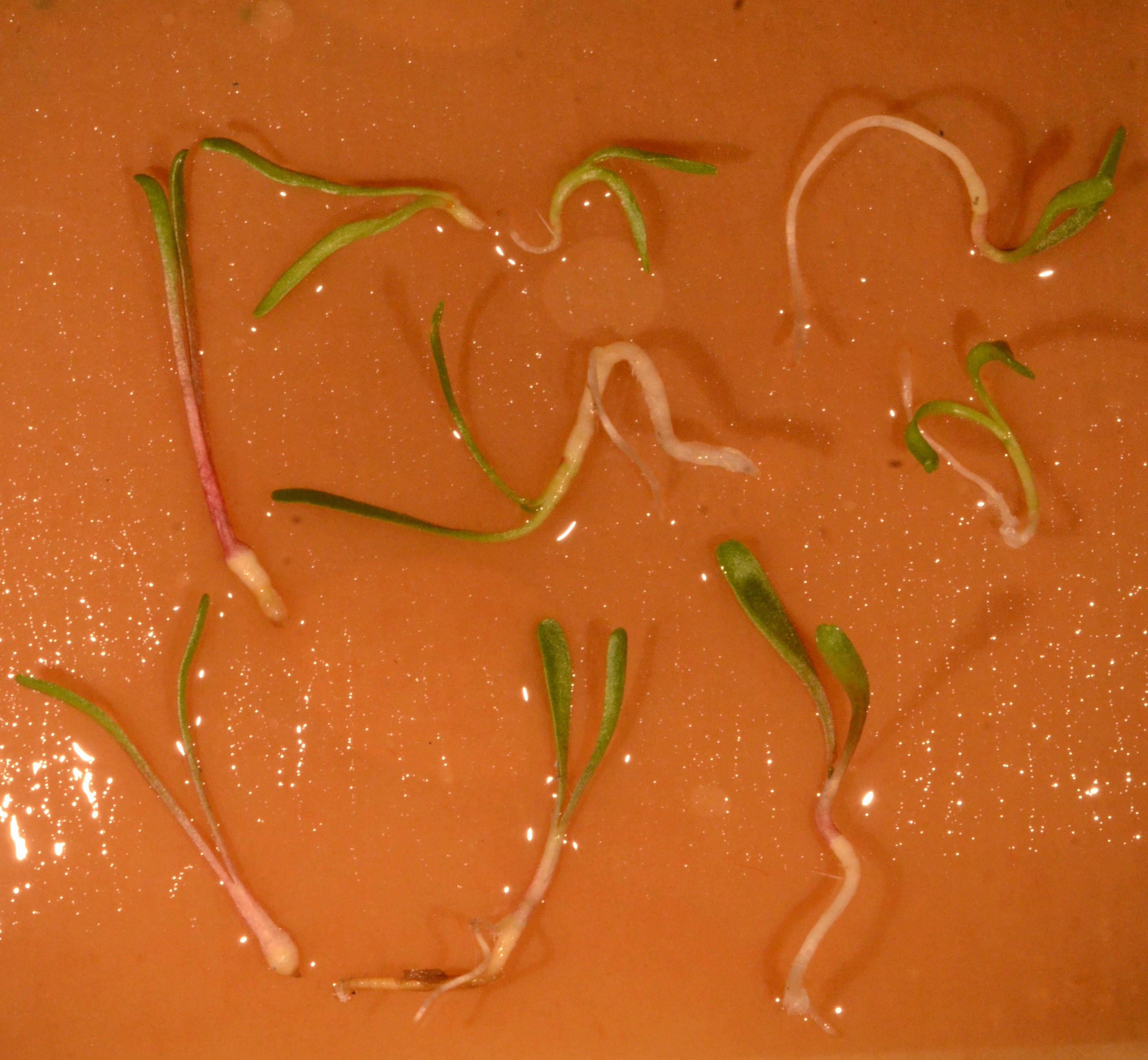 <i>Microseris laciniata</i>