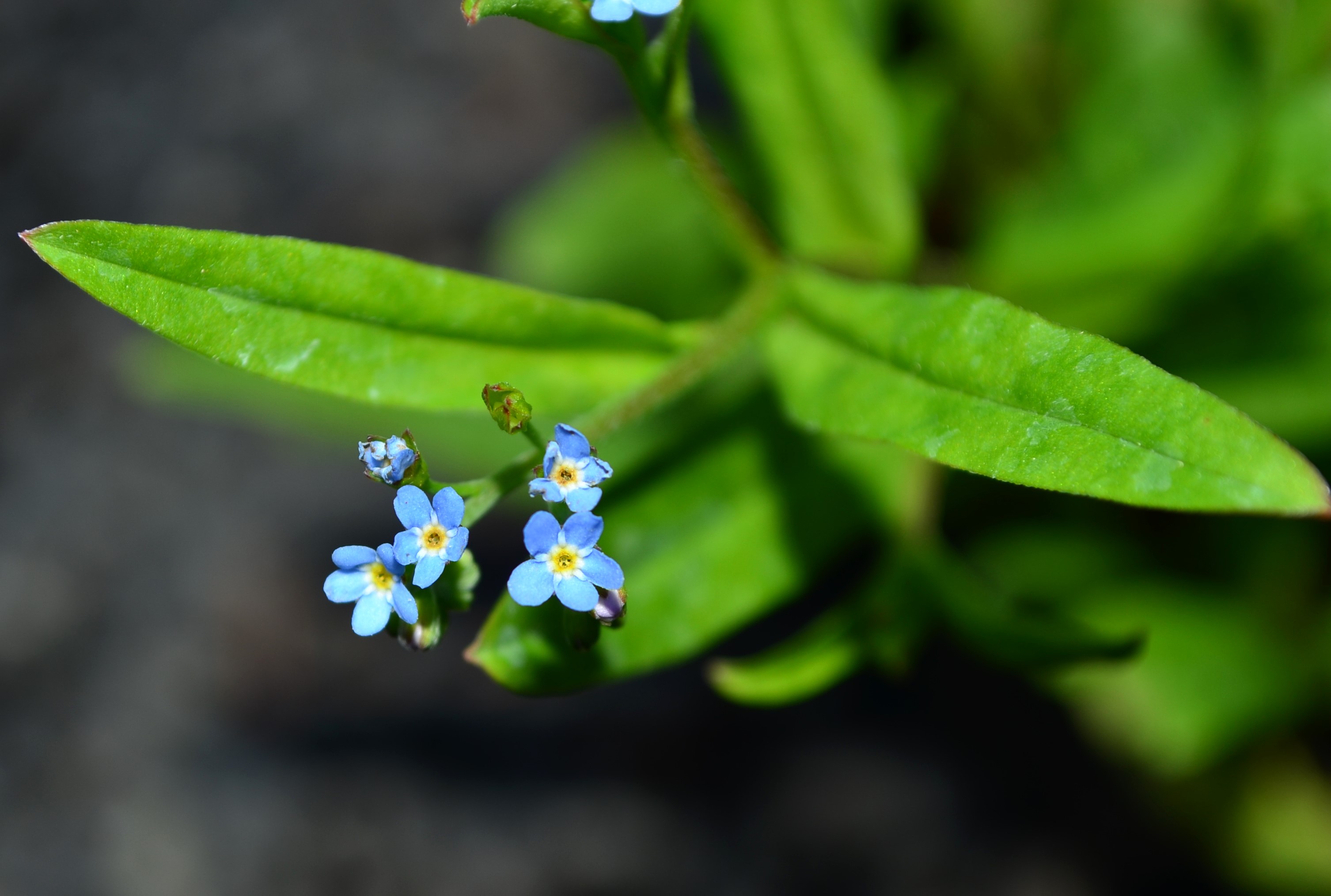 <i>Myosotis laxa</i>