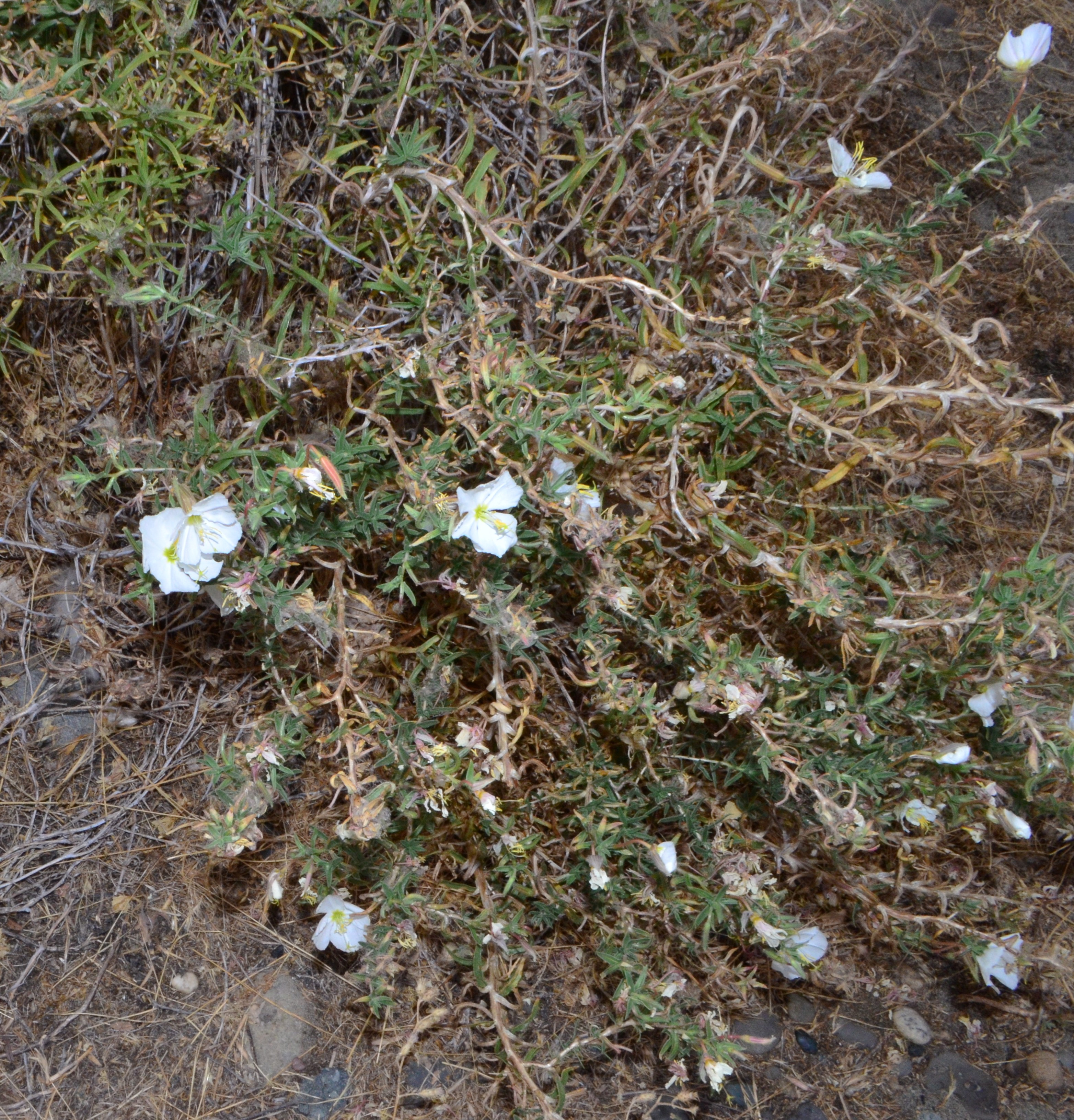 <i>Oenothera pallida ssp. pallida</i>
