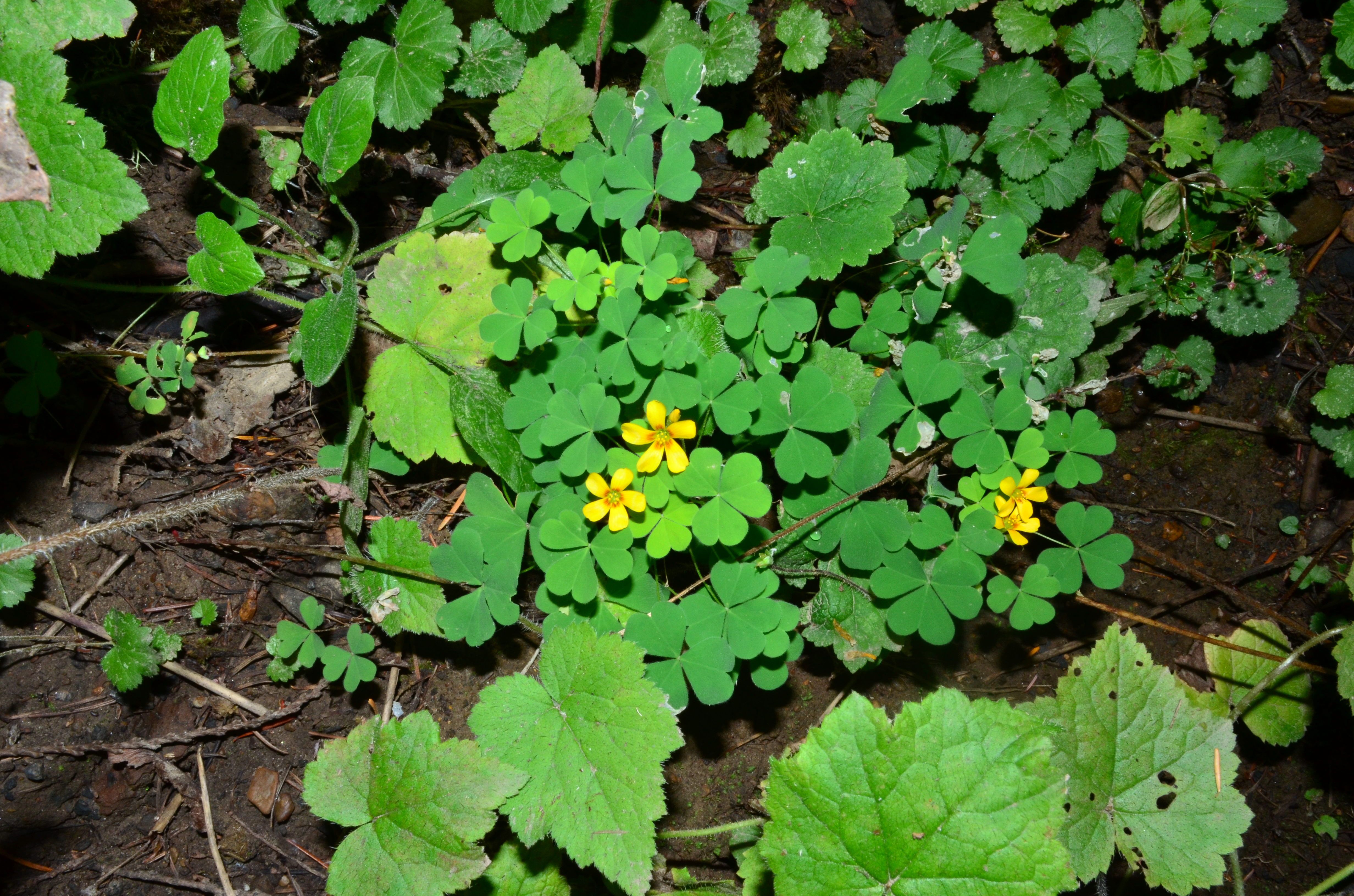 <i>Oxalis suksdorfii</i>