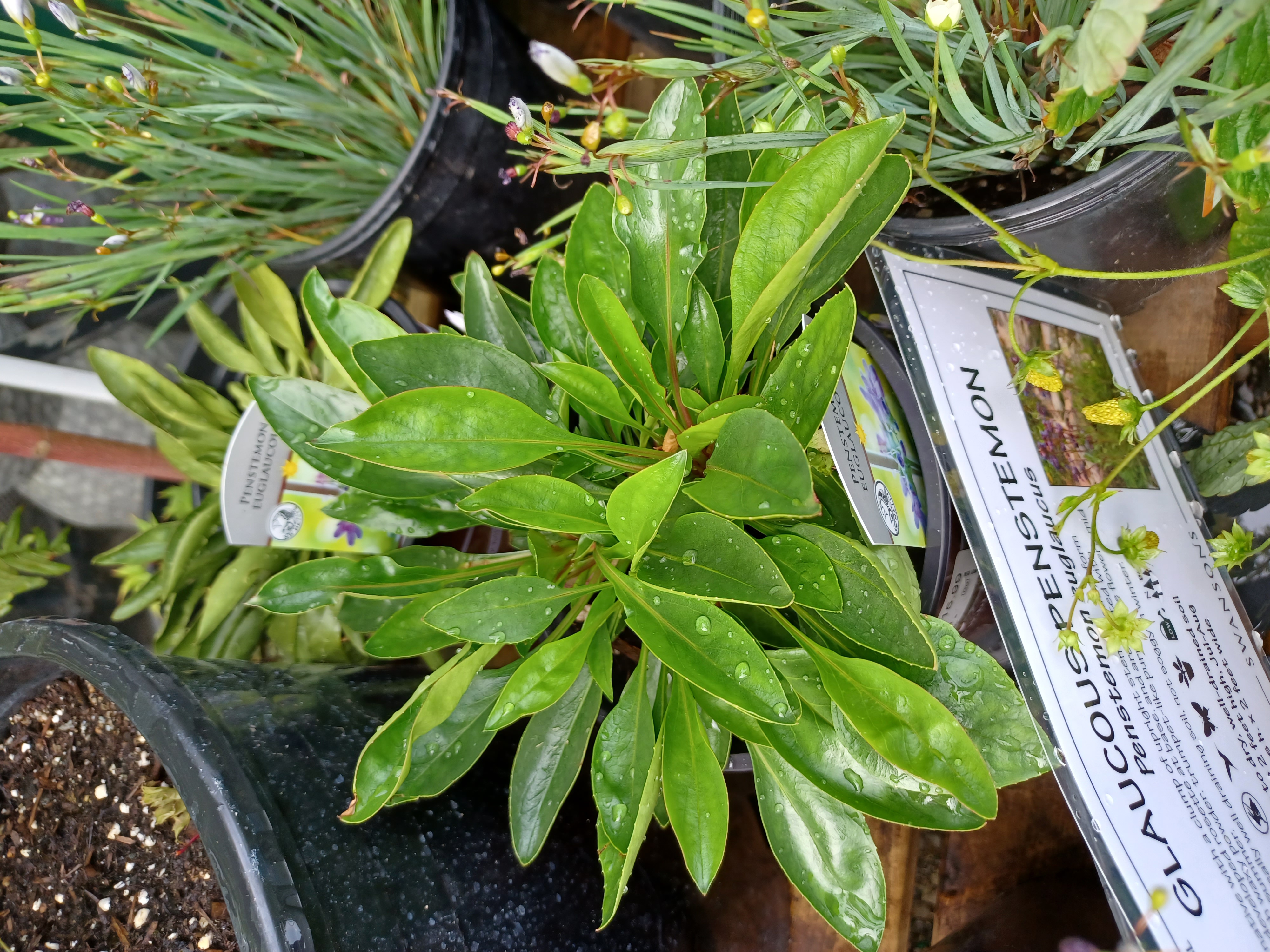 <i>Penstemon euglaucus</i>