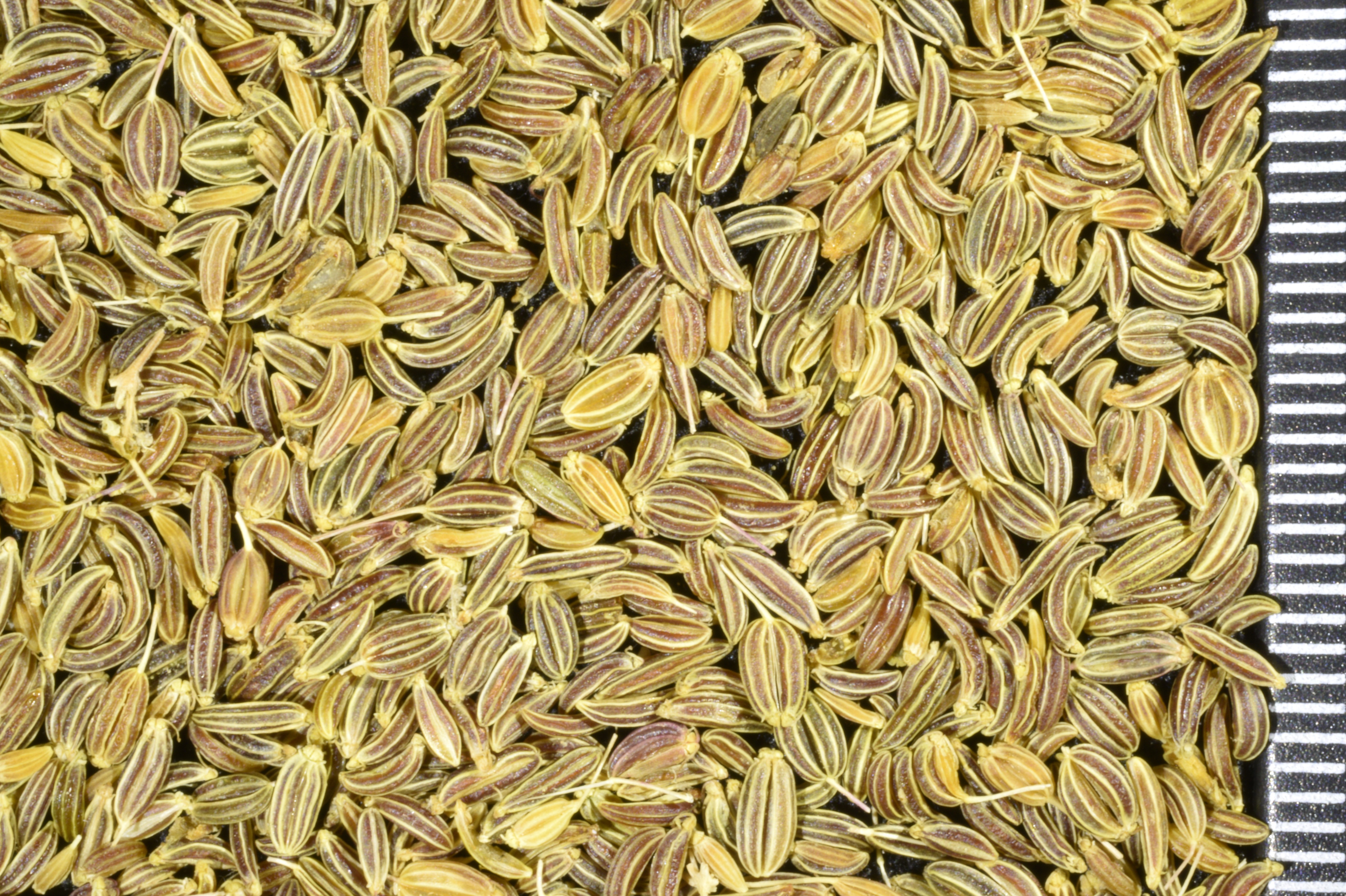 <i>Perideridia oregana</i>