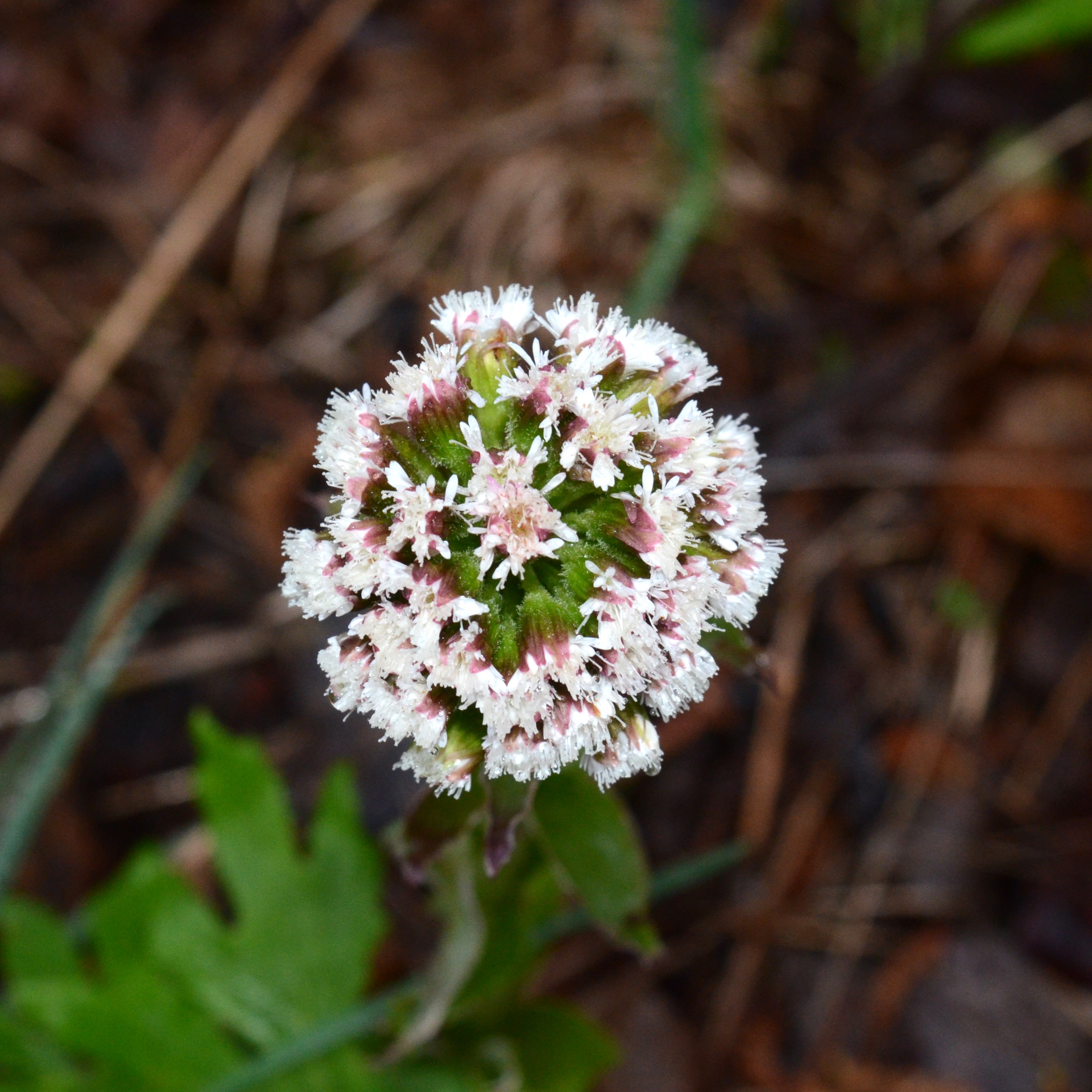 <i>Petasites frigidus</i>
