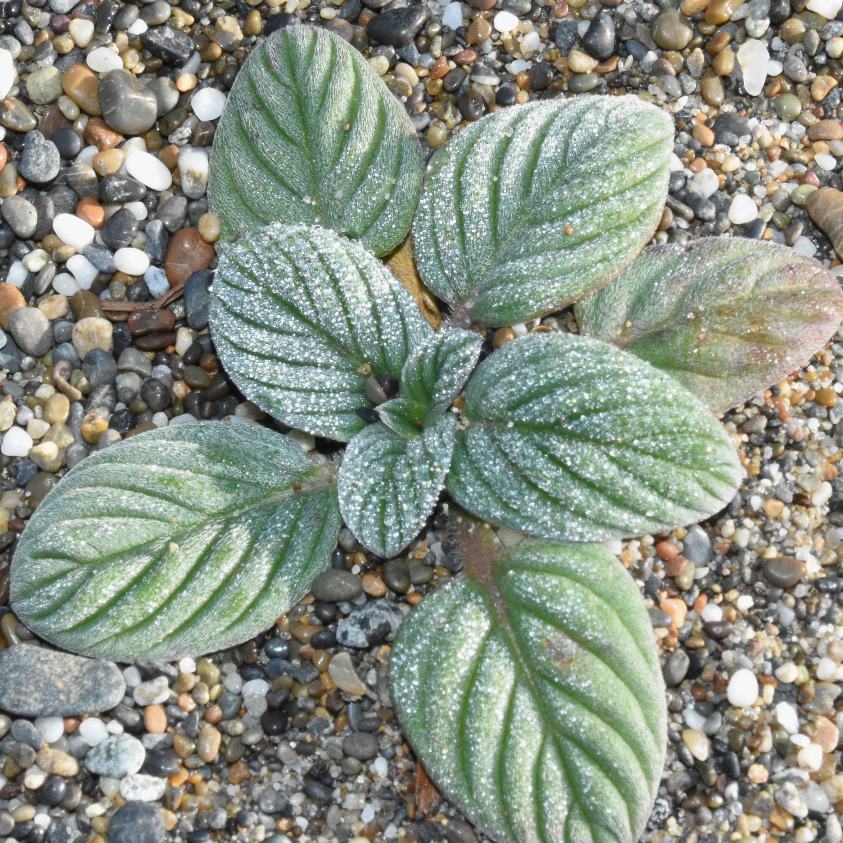 <i>Phacelia argentea</i>