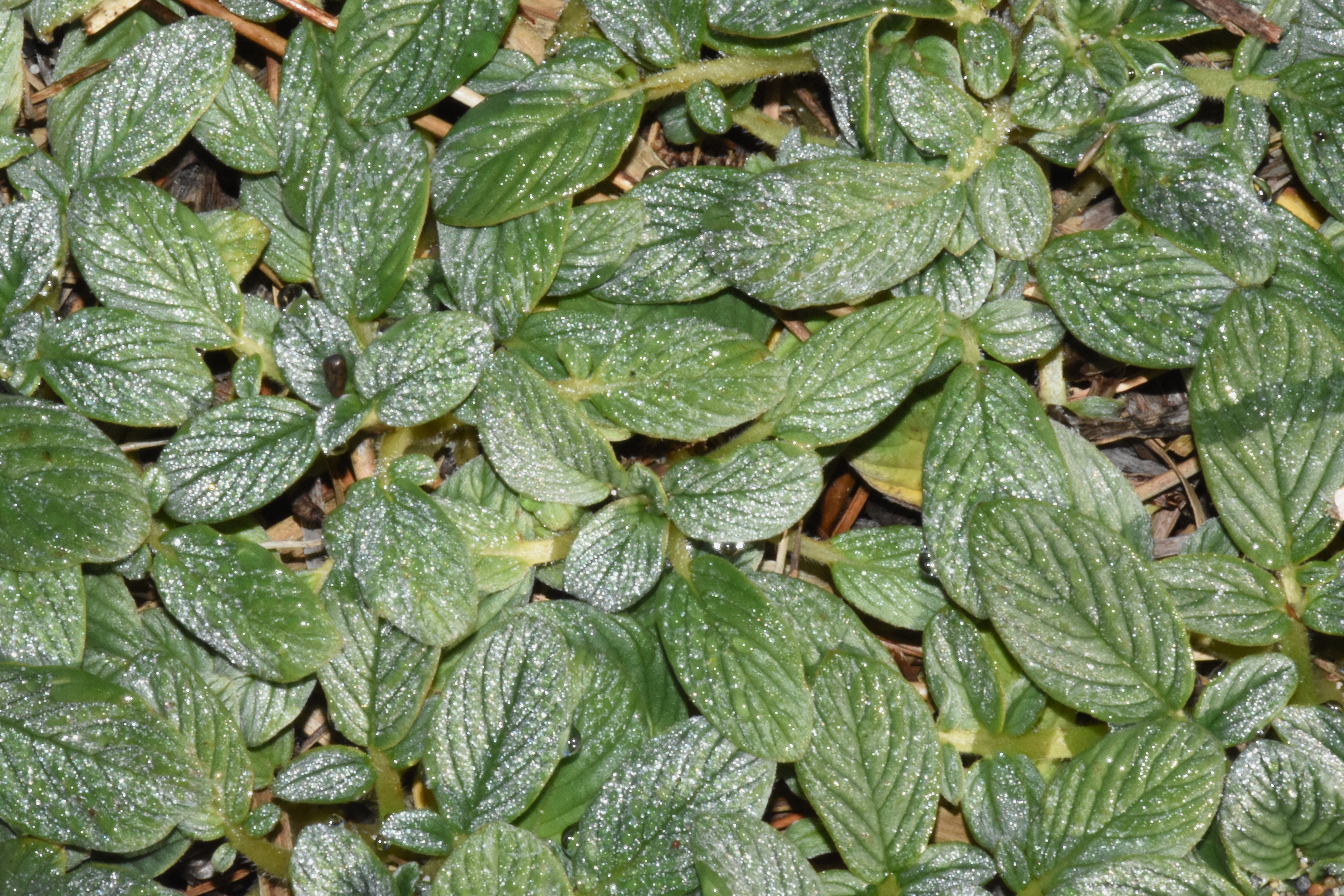 <i>Phacelia argentea</i>