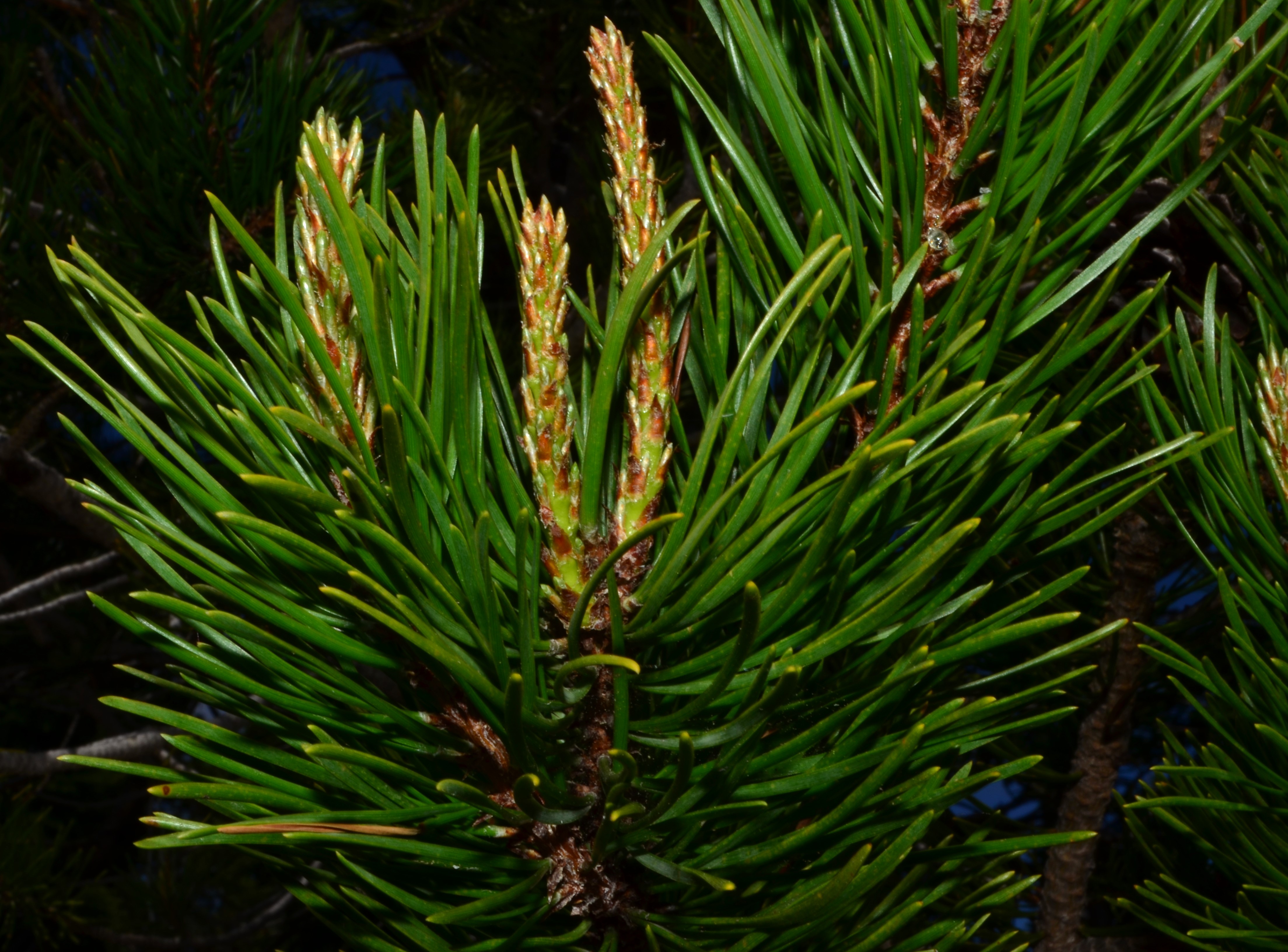 <i>Pinus contorta var. latifolia</i>