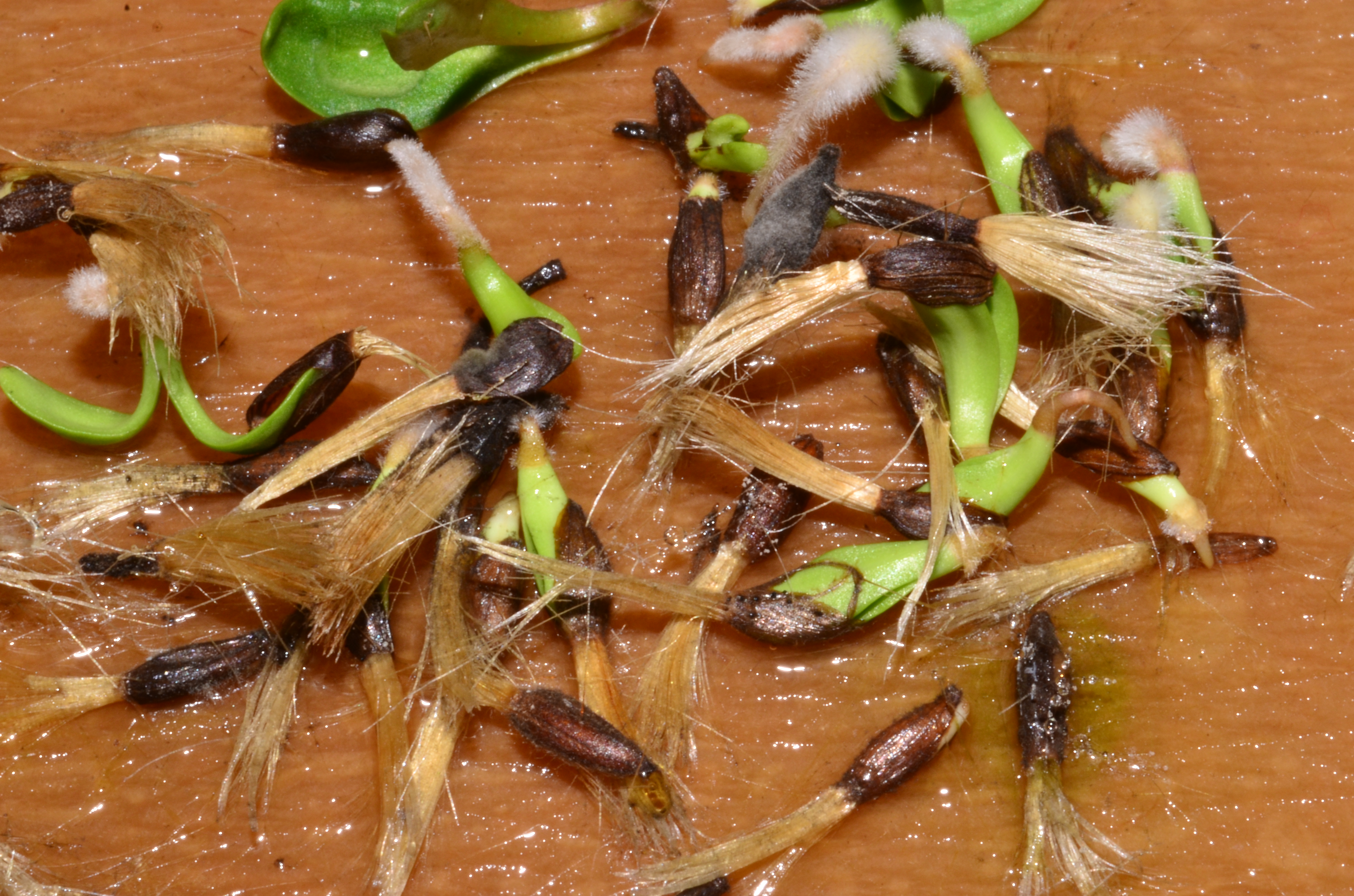 <i>Rainiera stricta</i>