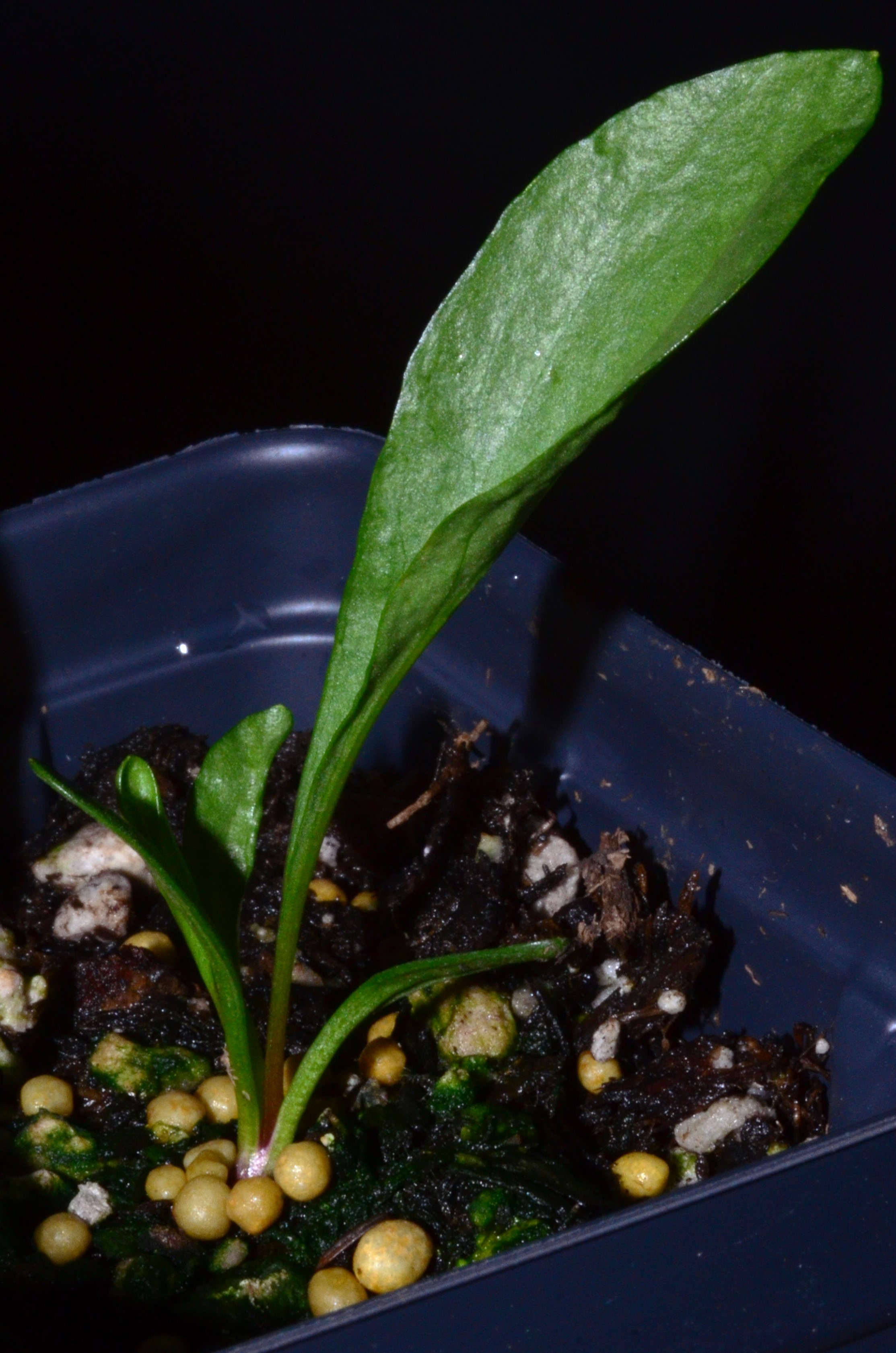 <i>Rainiera stricta</i>