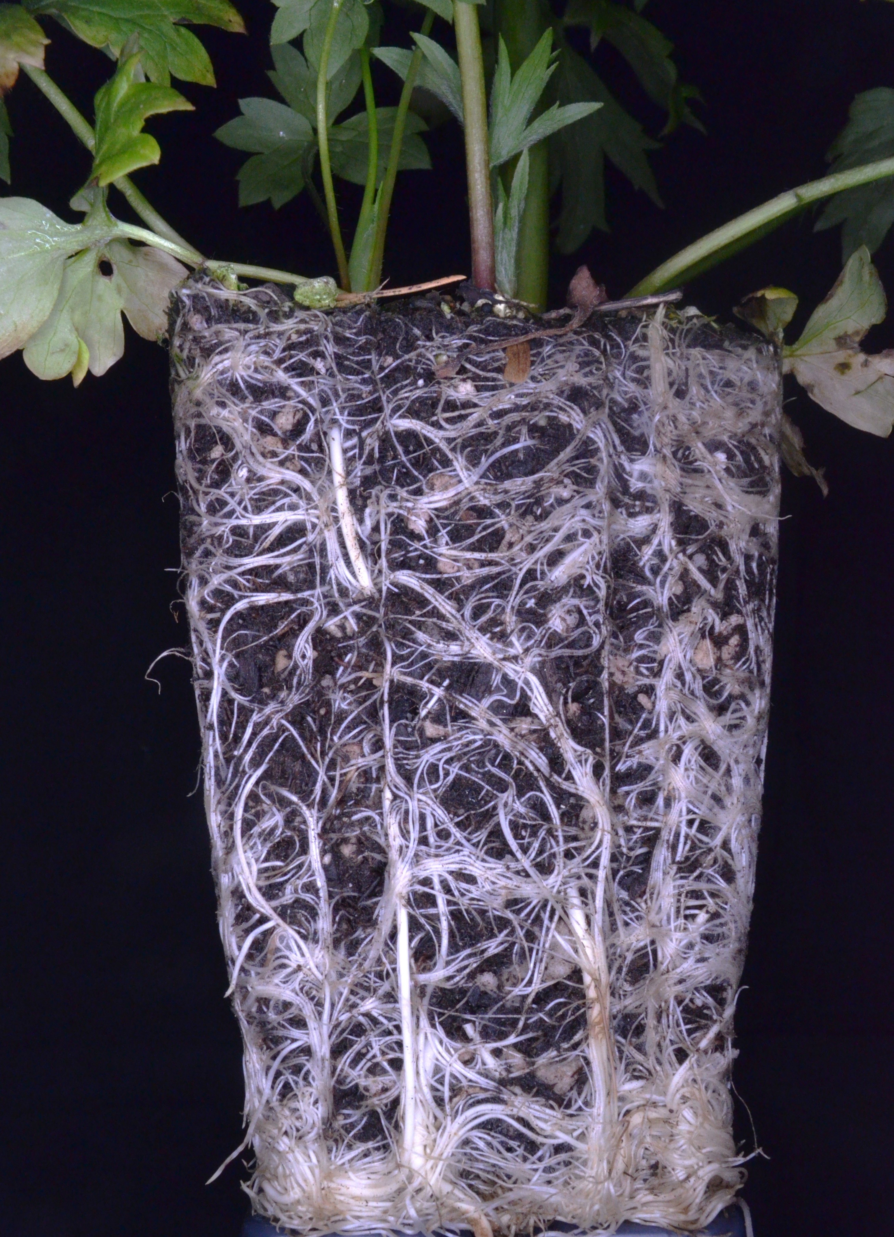 <i>Ranunculus orthorhynchus</i>