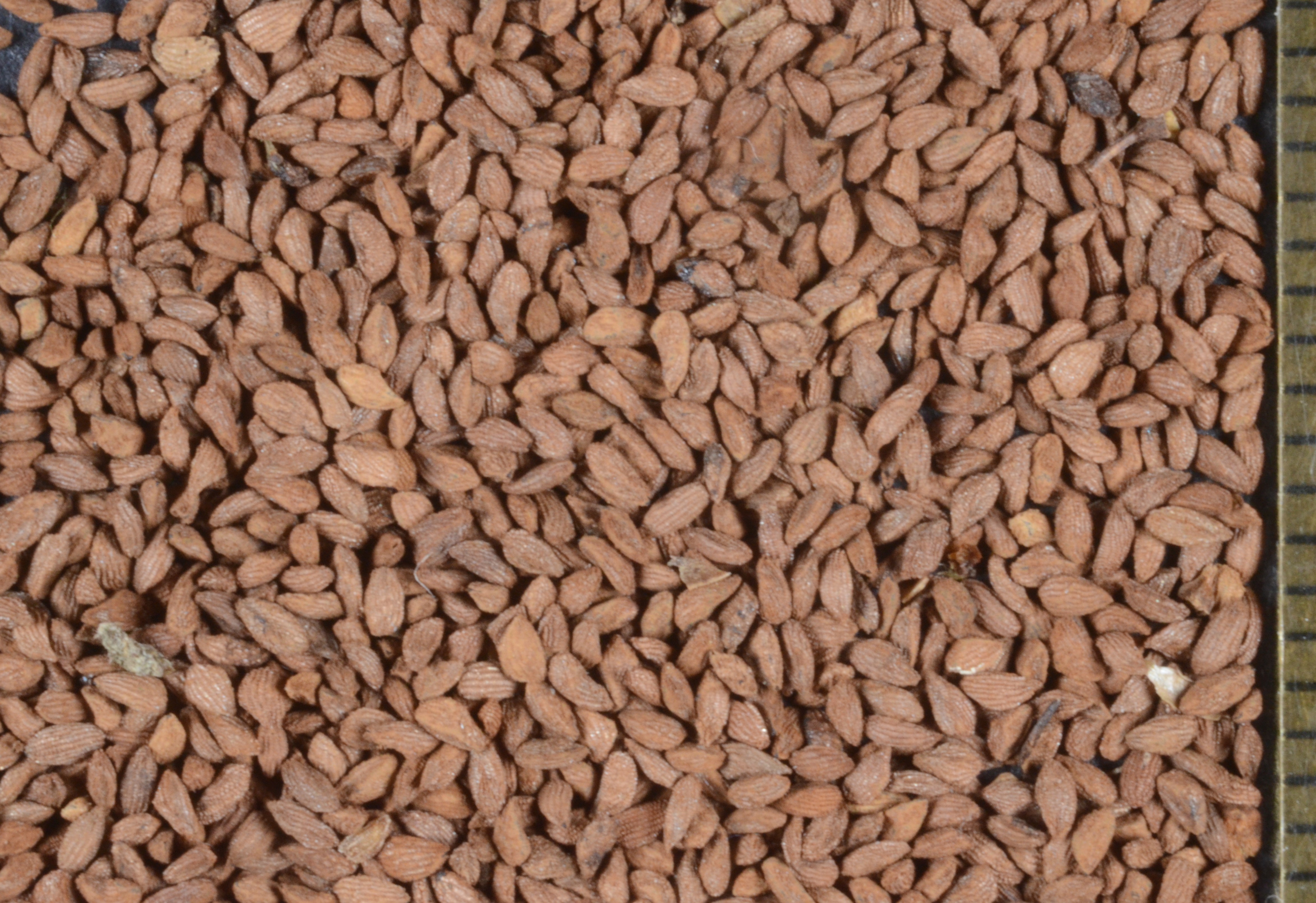<i>Romanzoffia thompsonii</i>