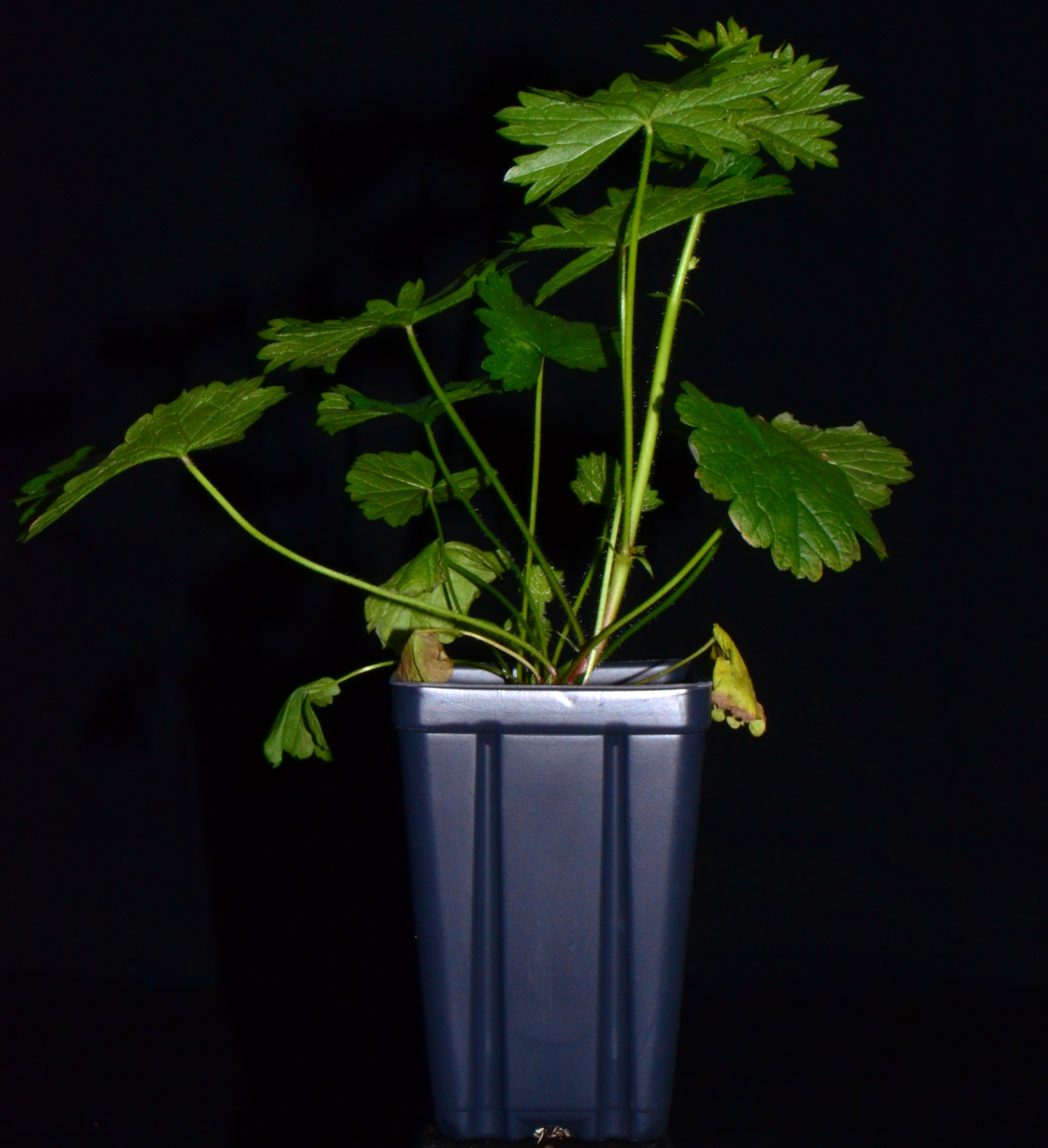 <i>Sidalcea nelsoniana</i>