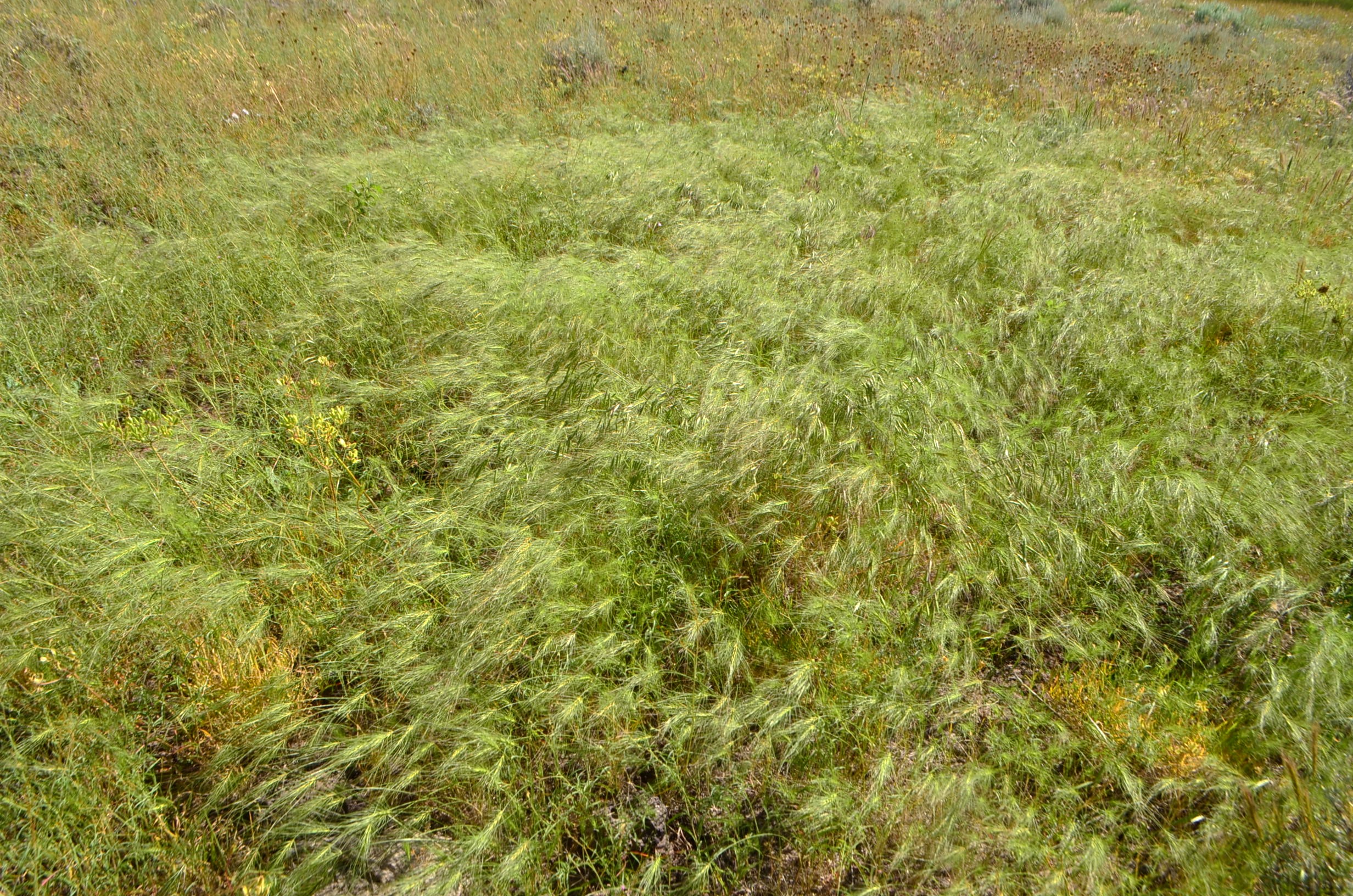 <i>Taeniatherum caput-medusae</i>