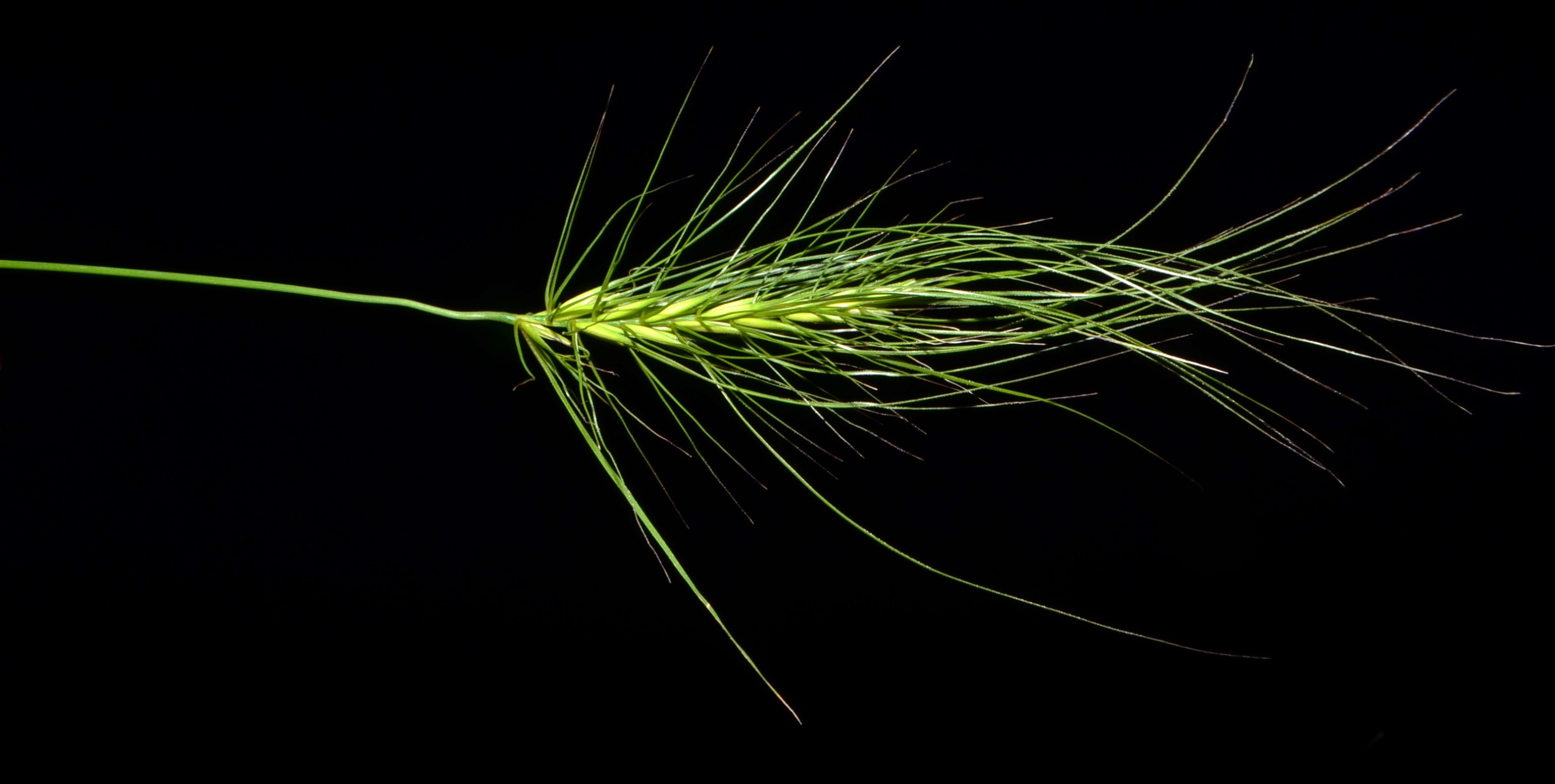 <i>Taeniatherum caput-medusae</i>