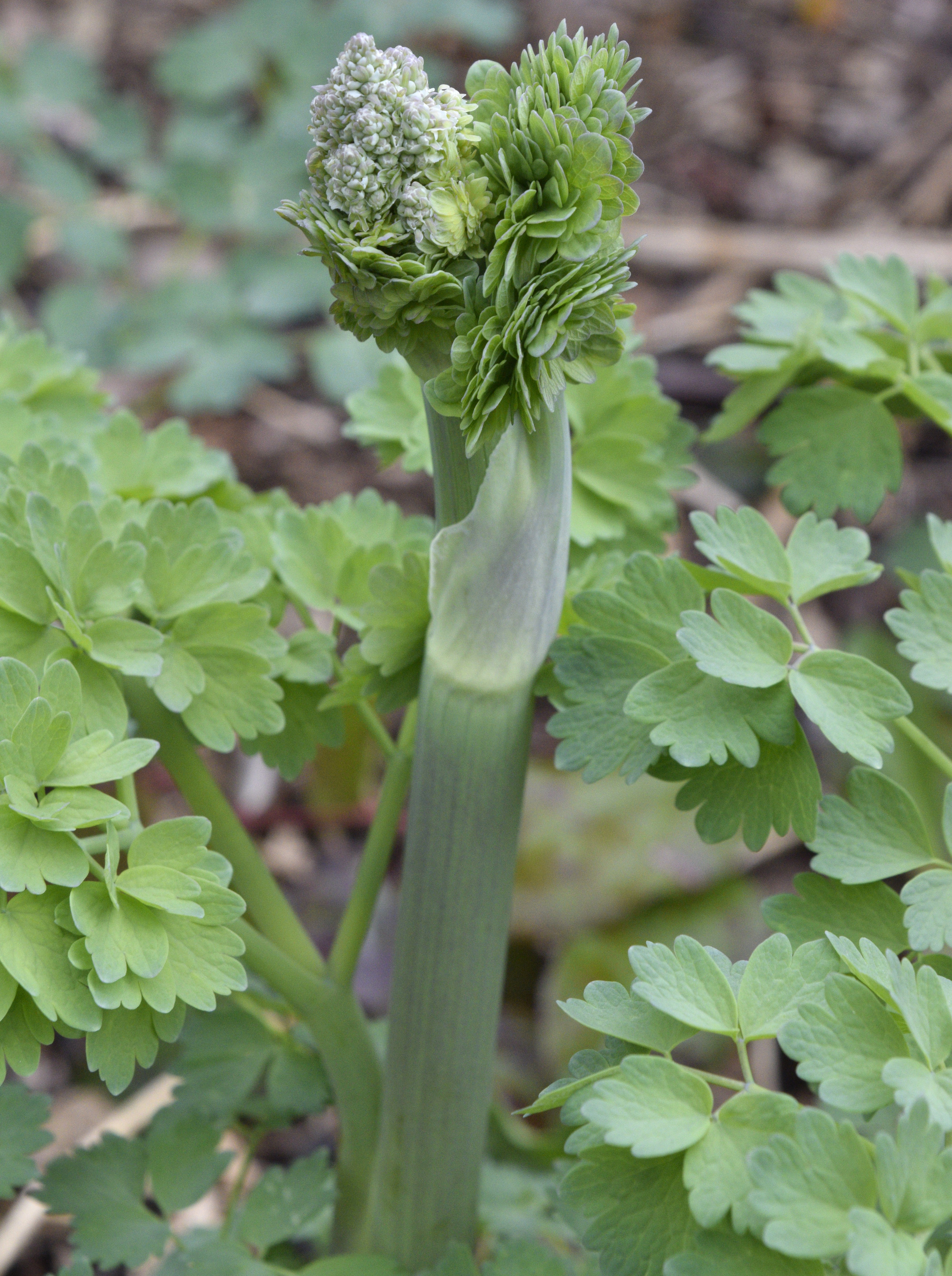 <i>Thalictrum polycarpum</i>