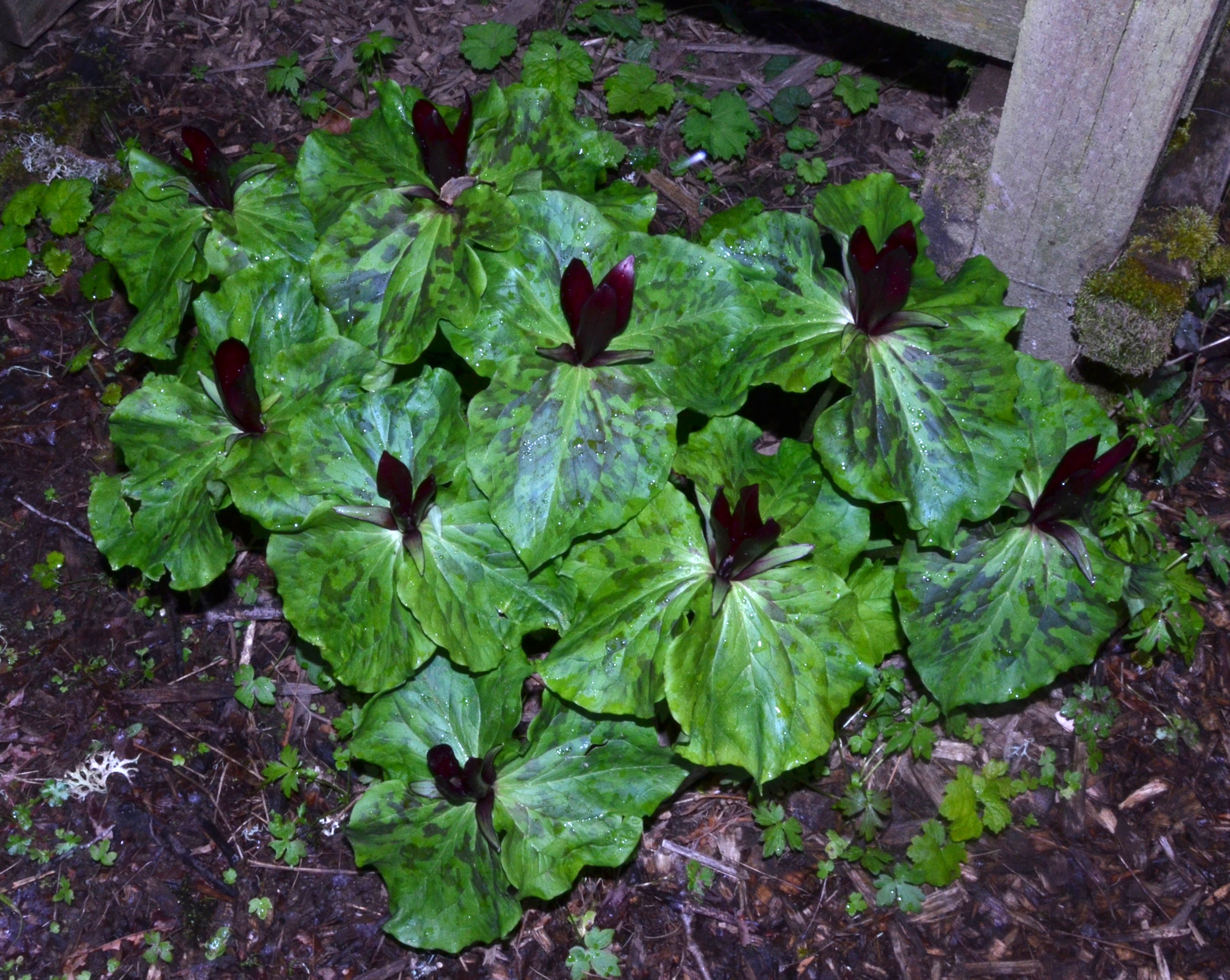 <i>Trillium kurabayashii</i>