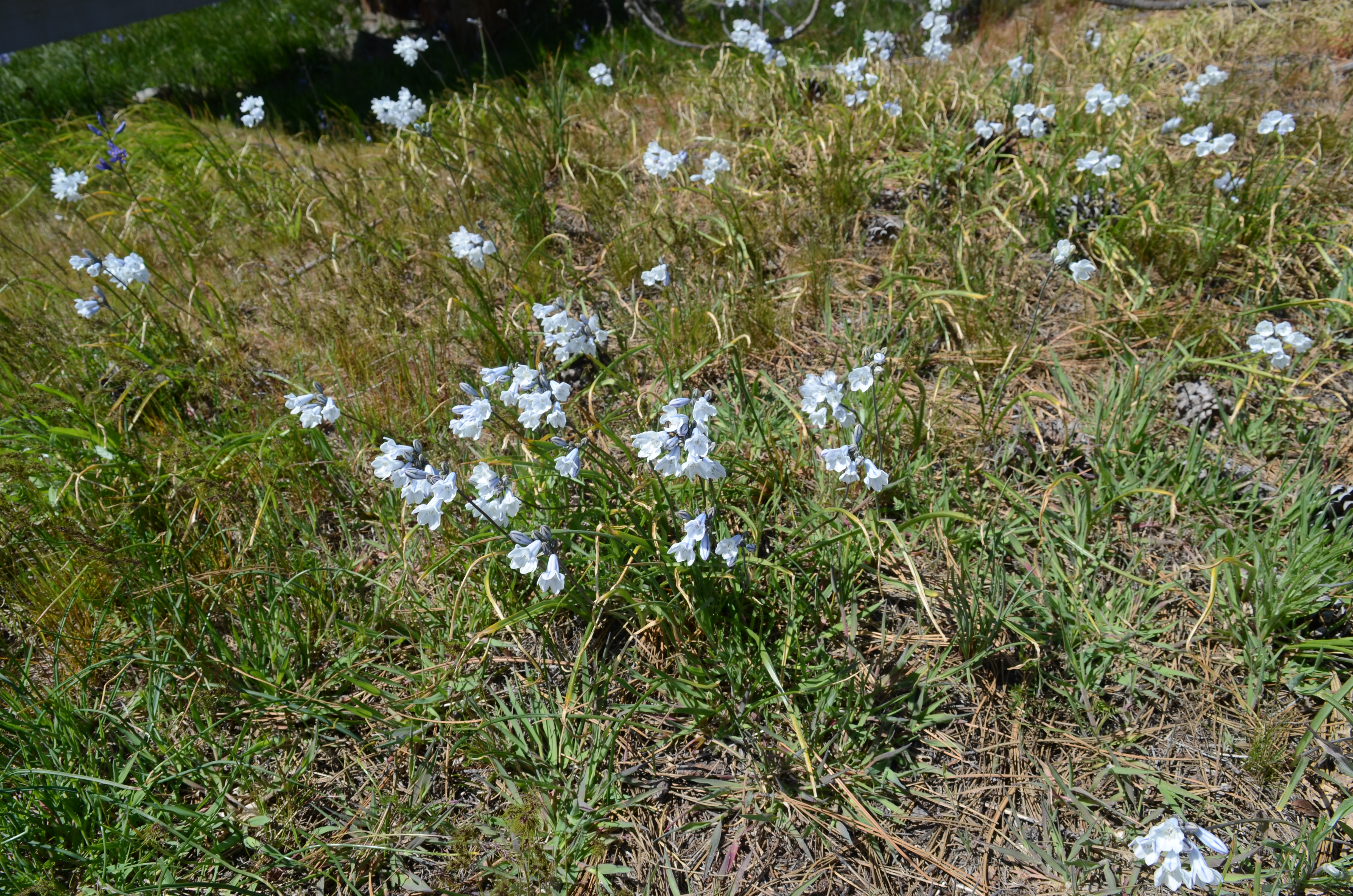 <i>Triteleia grandiflora</i>