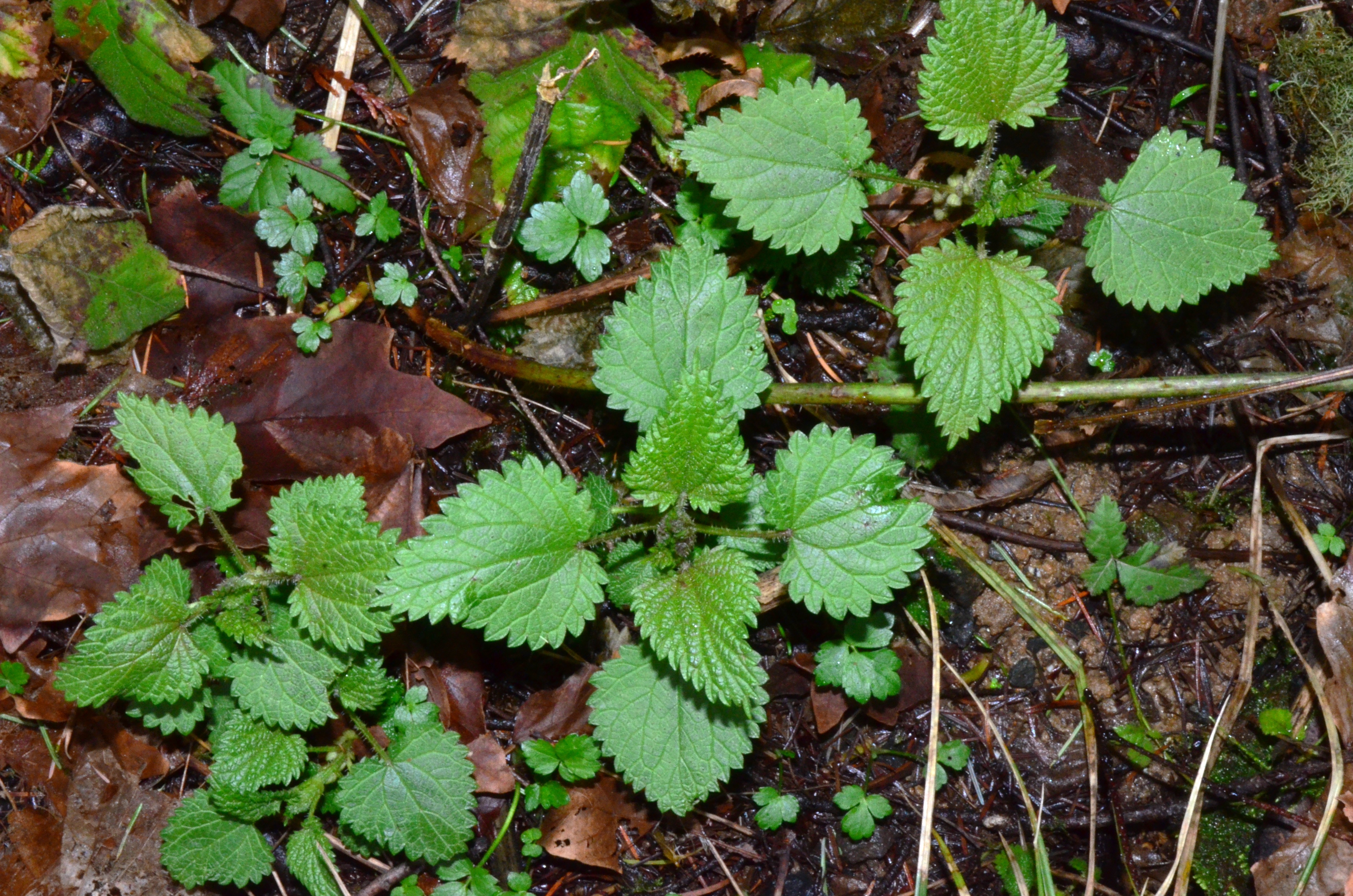 <i>Urtica dioica ssp. gracilis</i>