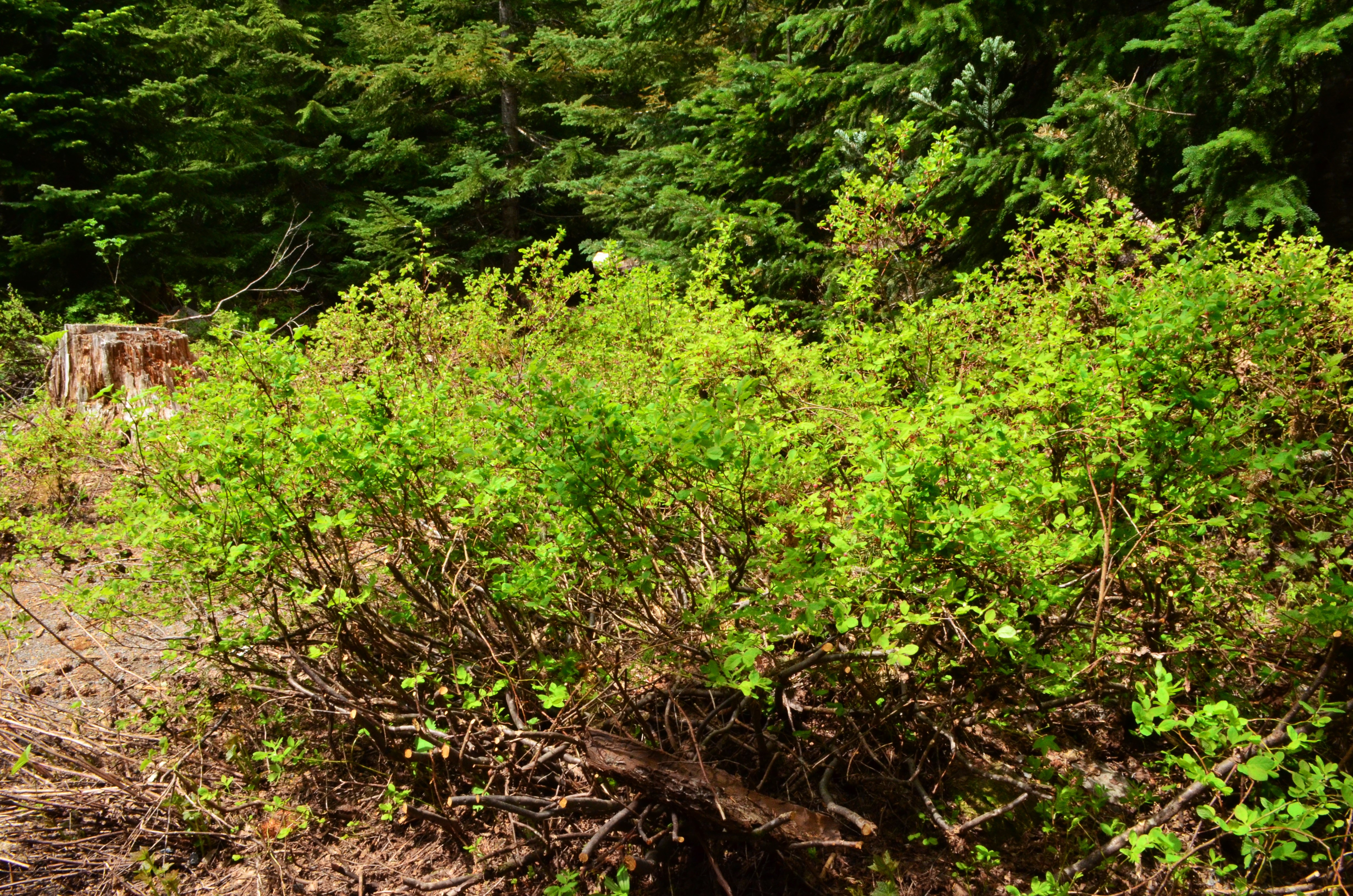 <i>Vaccinium ovalifolium</i>