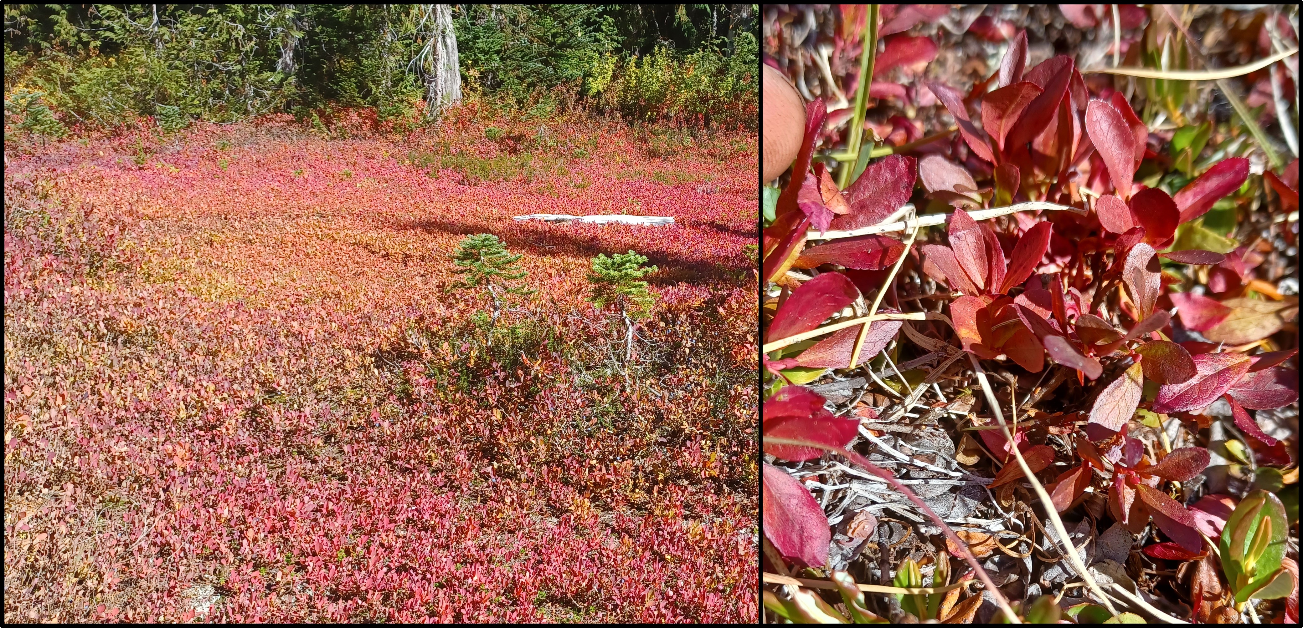<i>Vaccinium deliciosum</i>