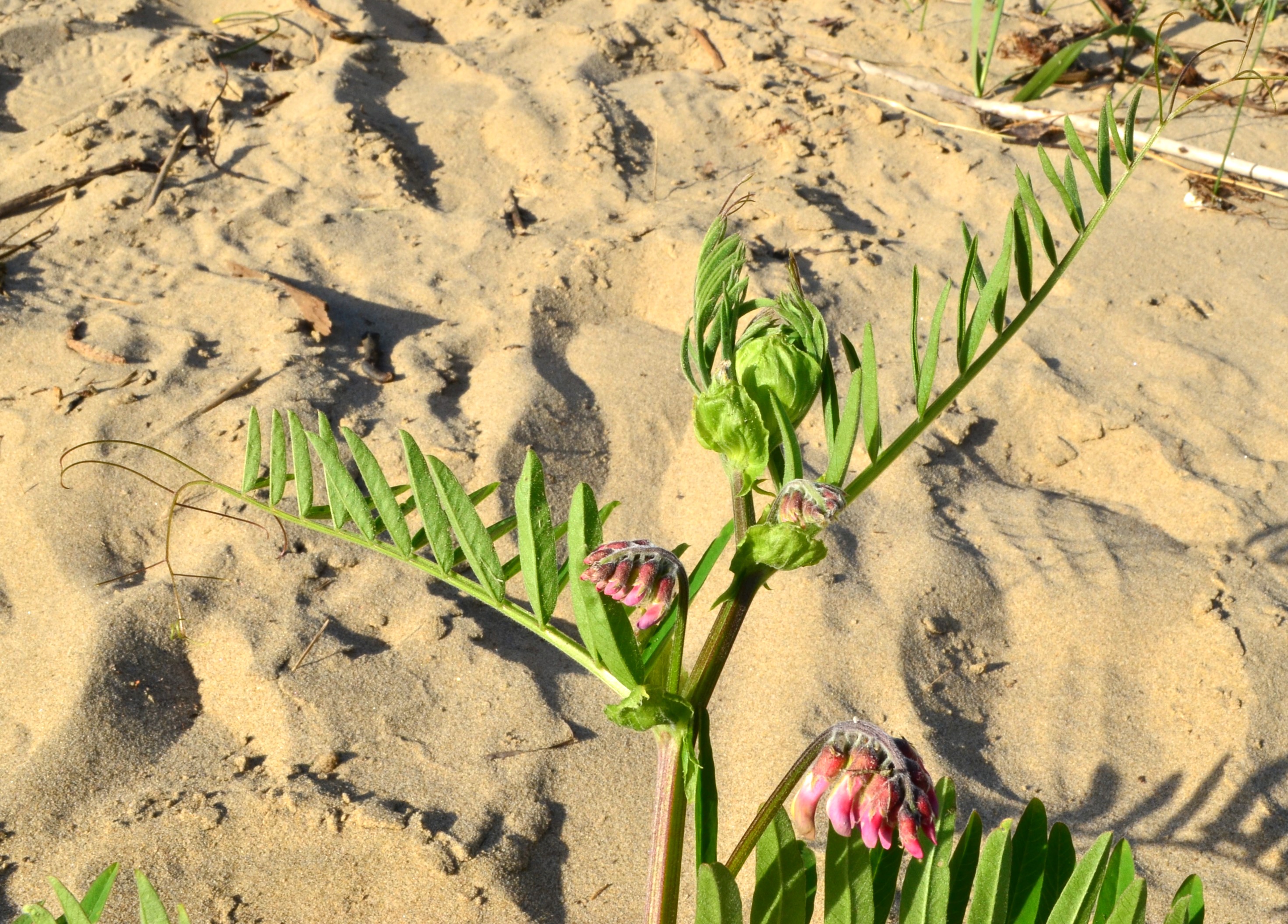 <i>Vicia nigricans var. gigantea</i>