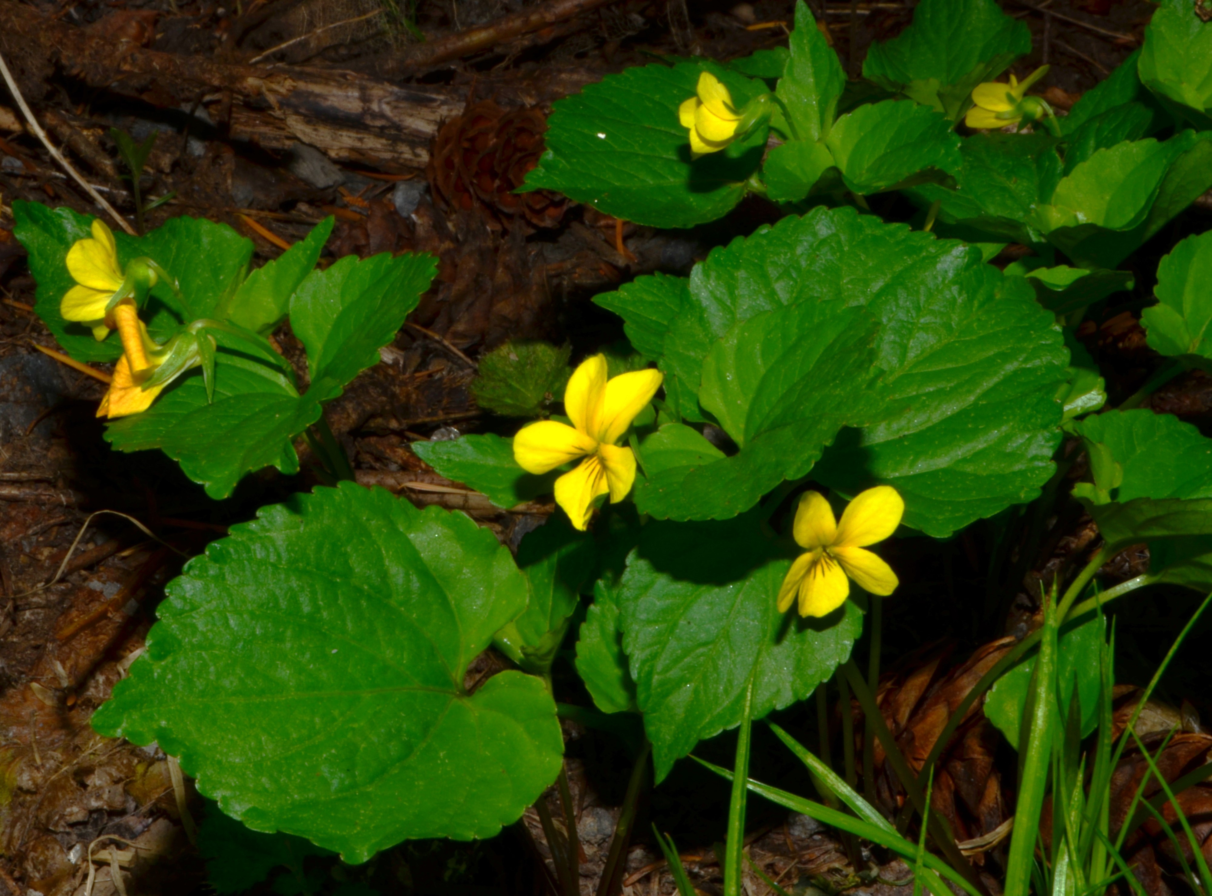 <i>Viola orbiculata</i>