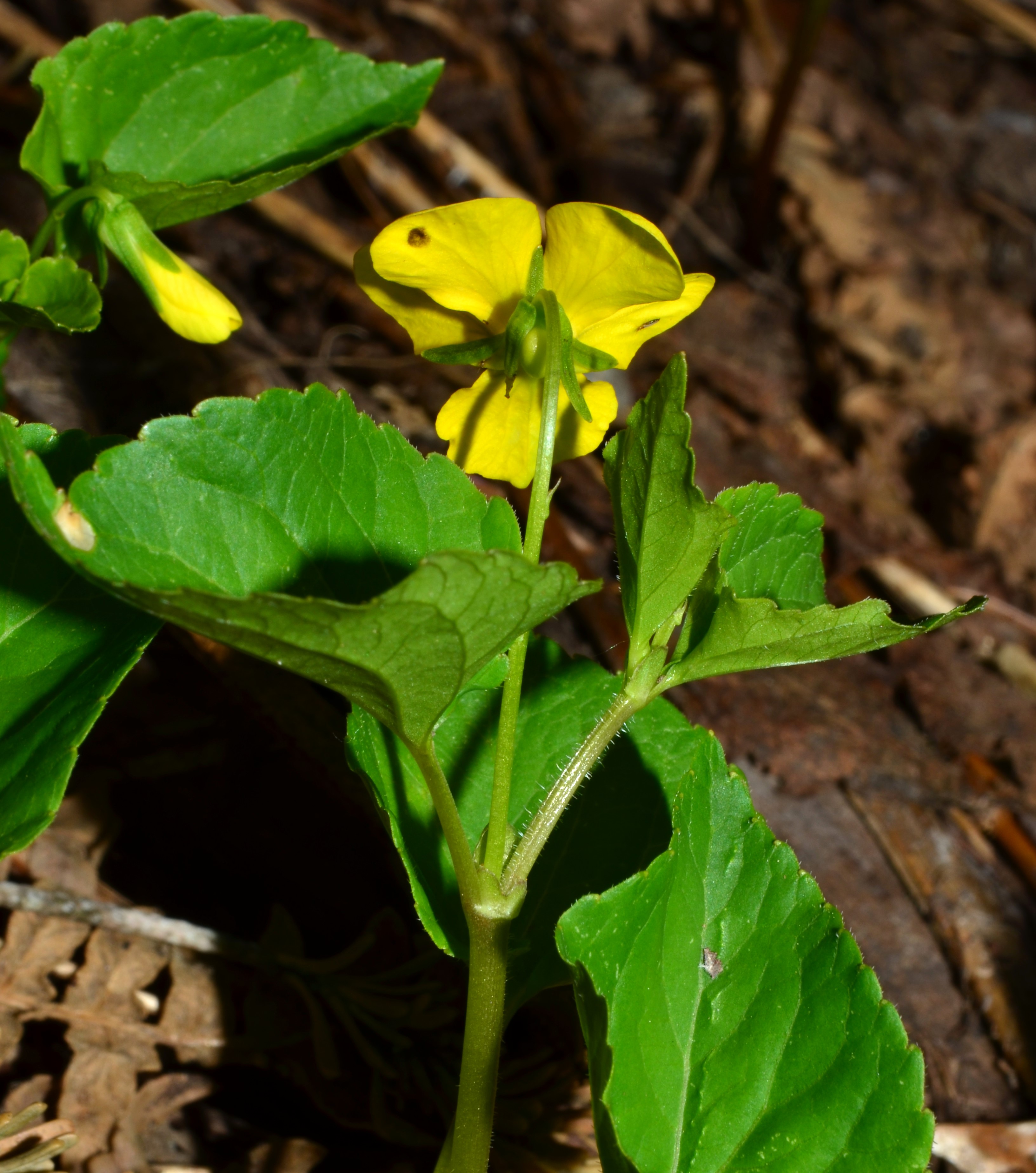 <i>Viola orbiculata</i>