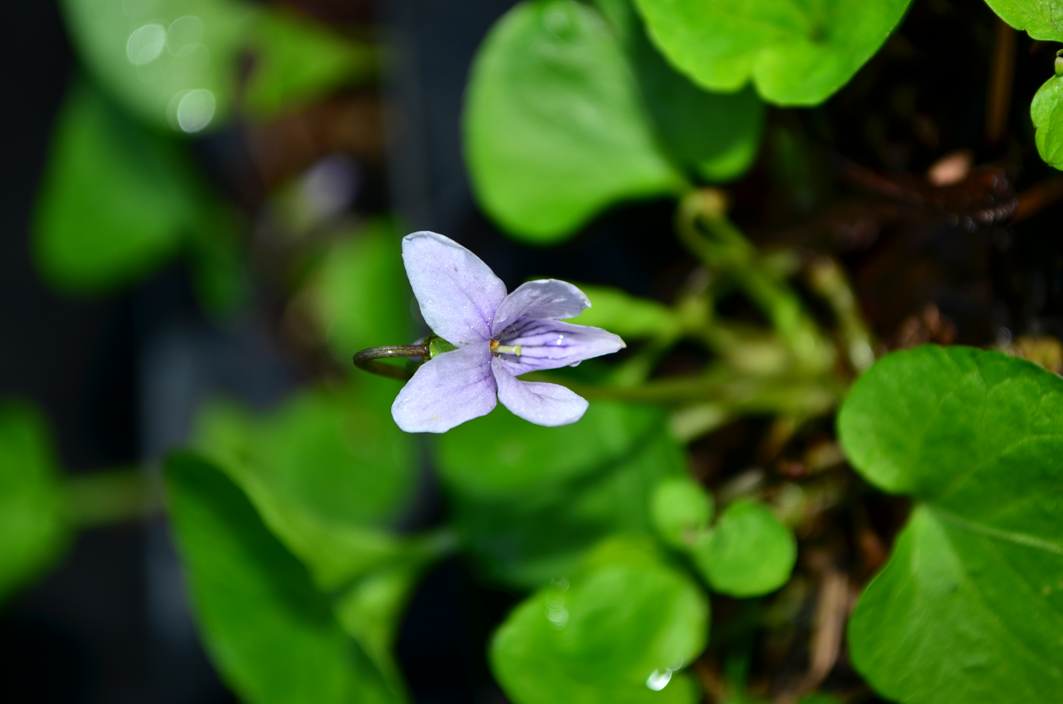 <i>Viola palustris</i>