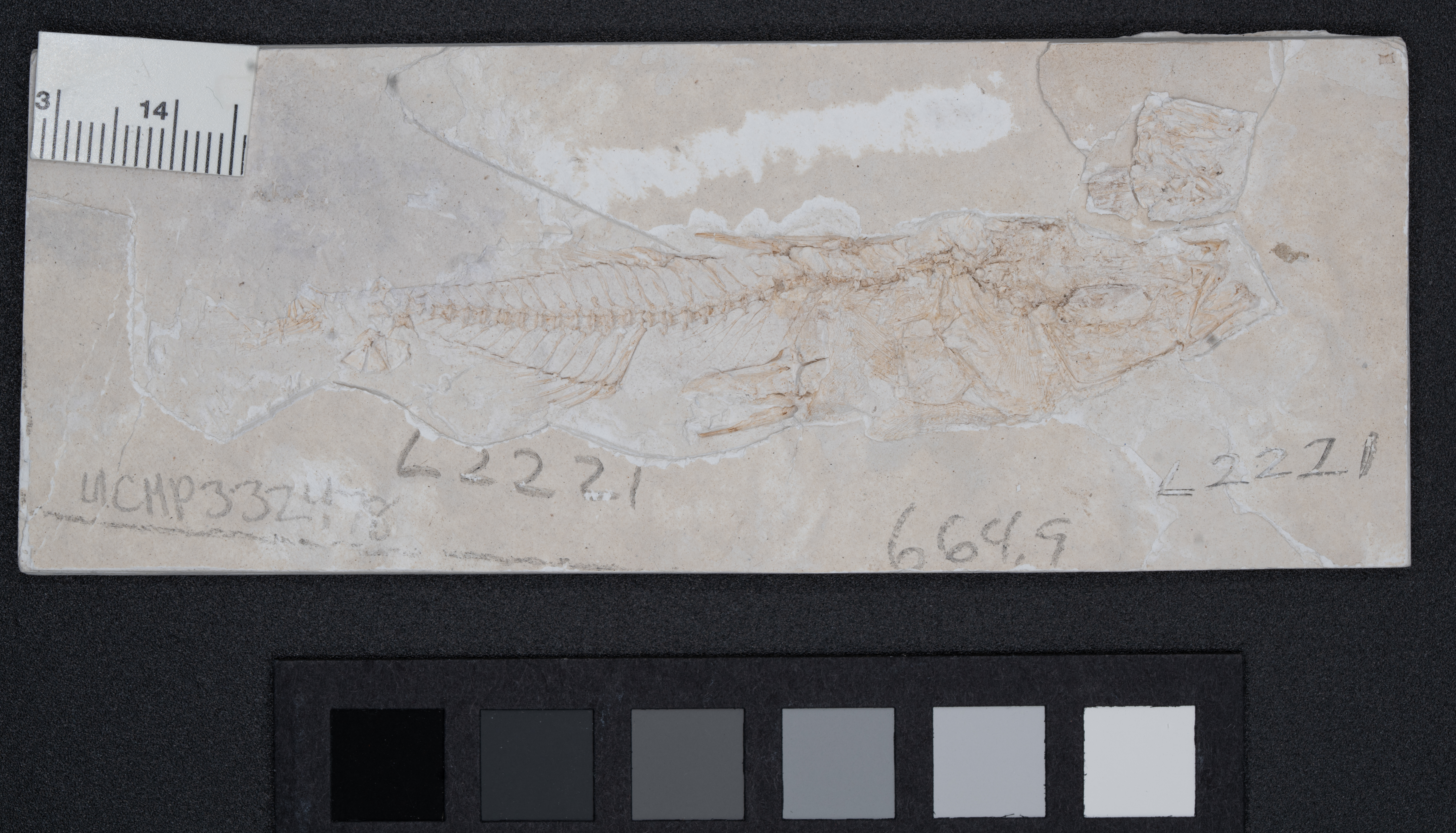 <i>Gasterosteus doryssus</i>