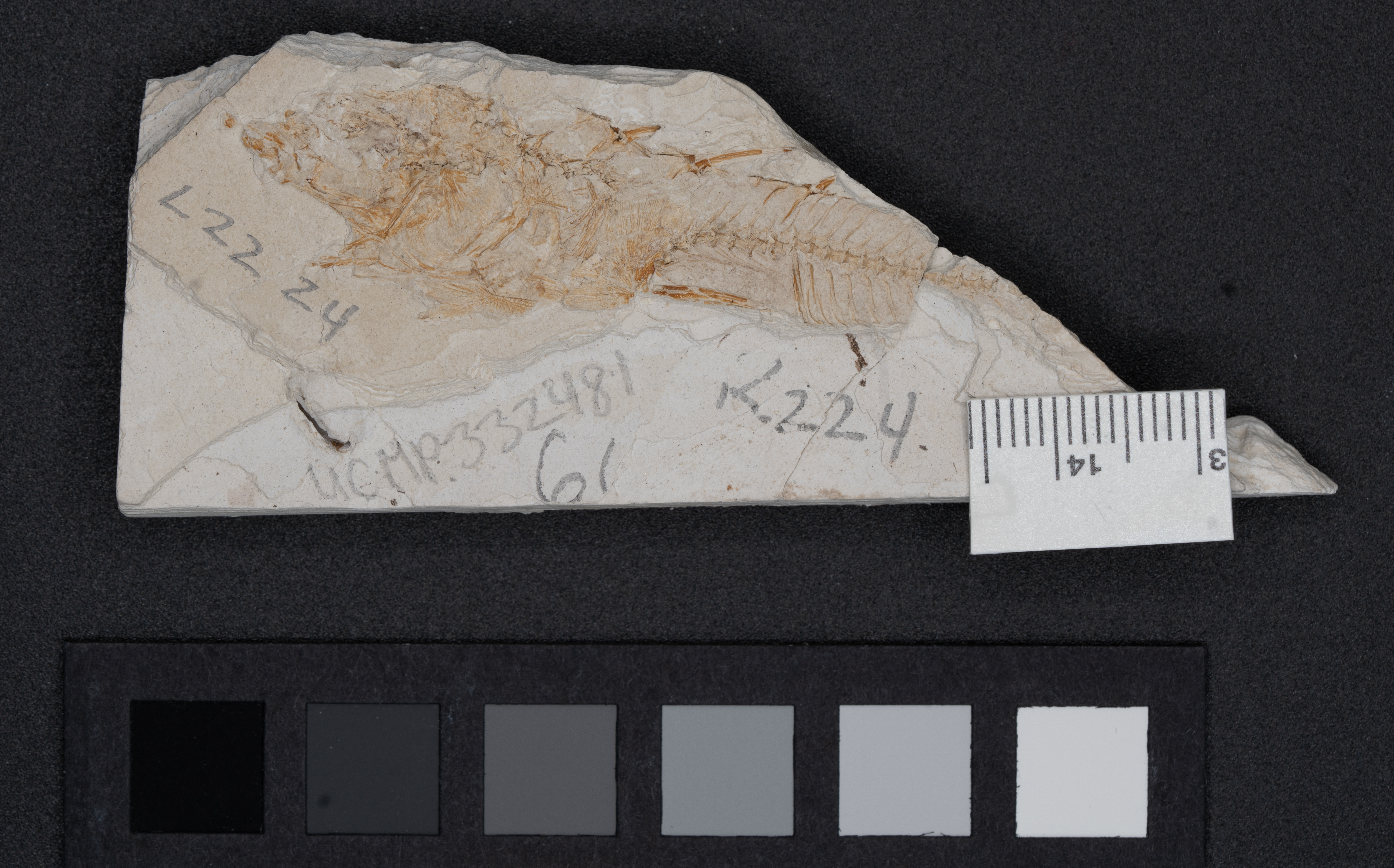 <i>Gasterosteus doryssus</i>