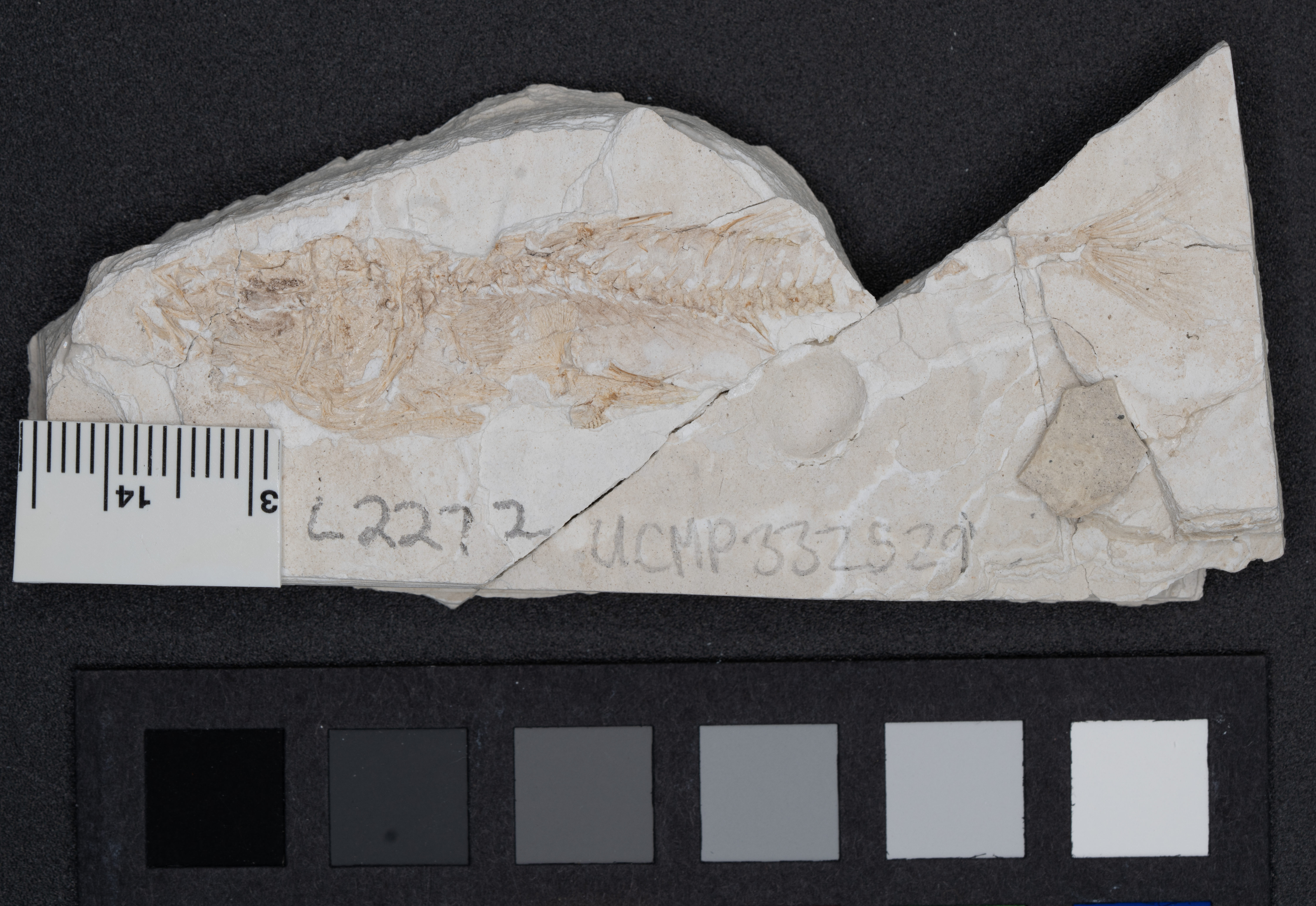 <i>Gasterosteus doryssus</i>