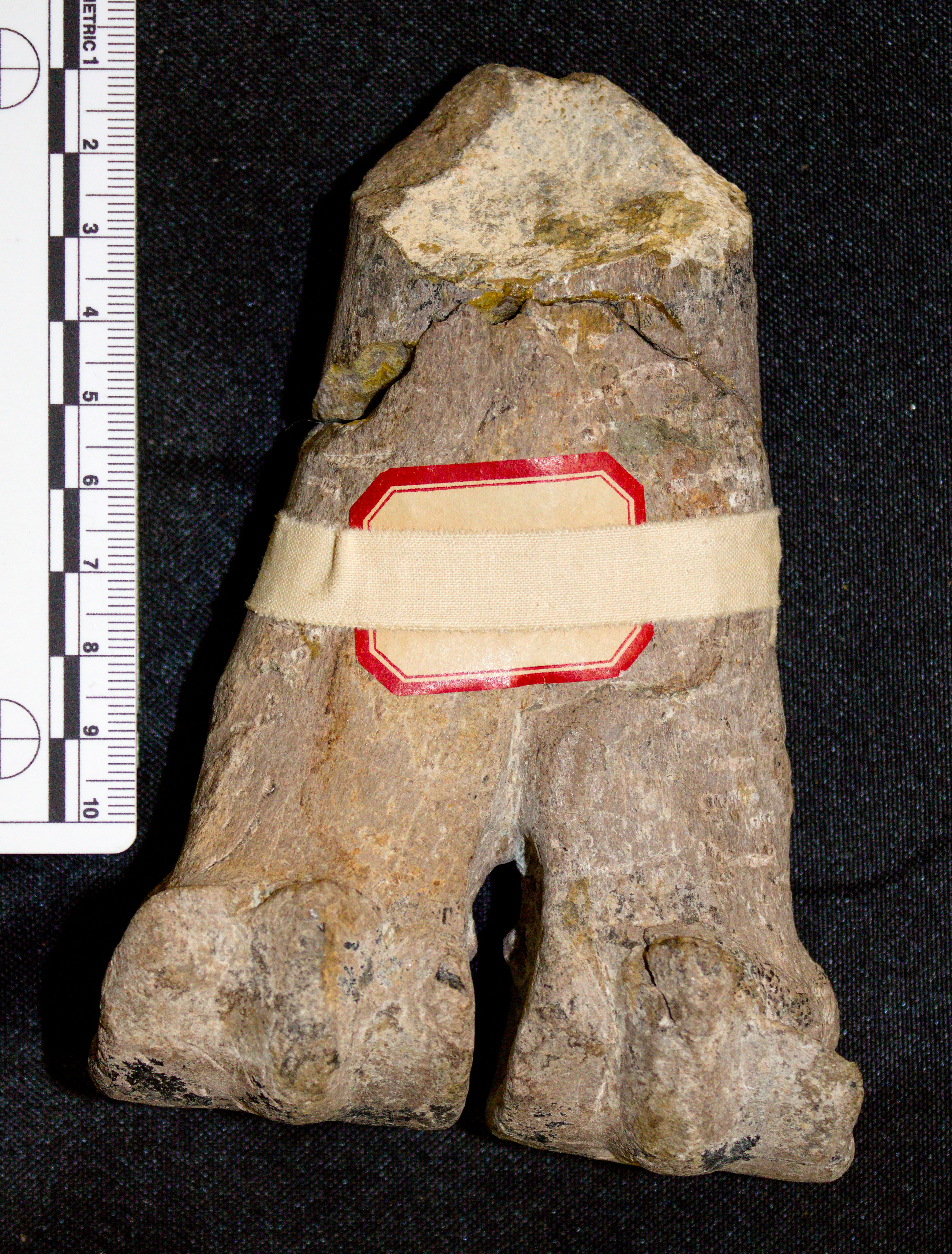 <i>Megacamelus merriami</i>