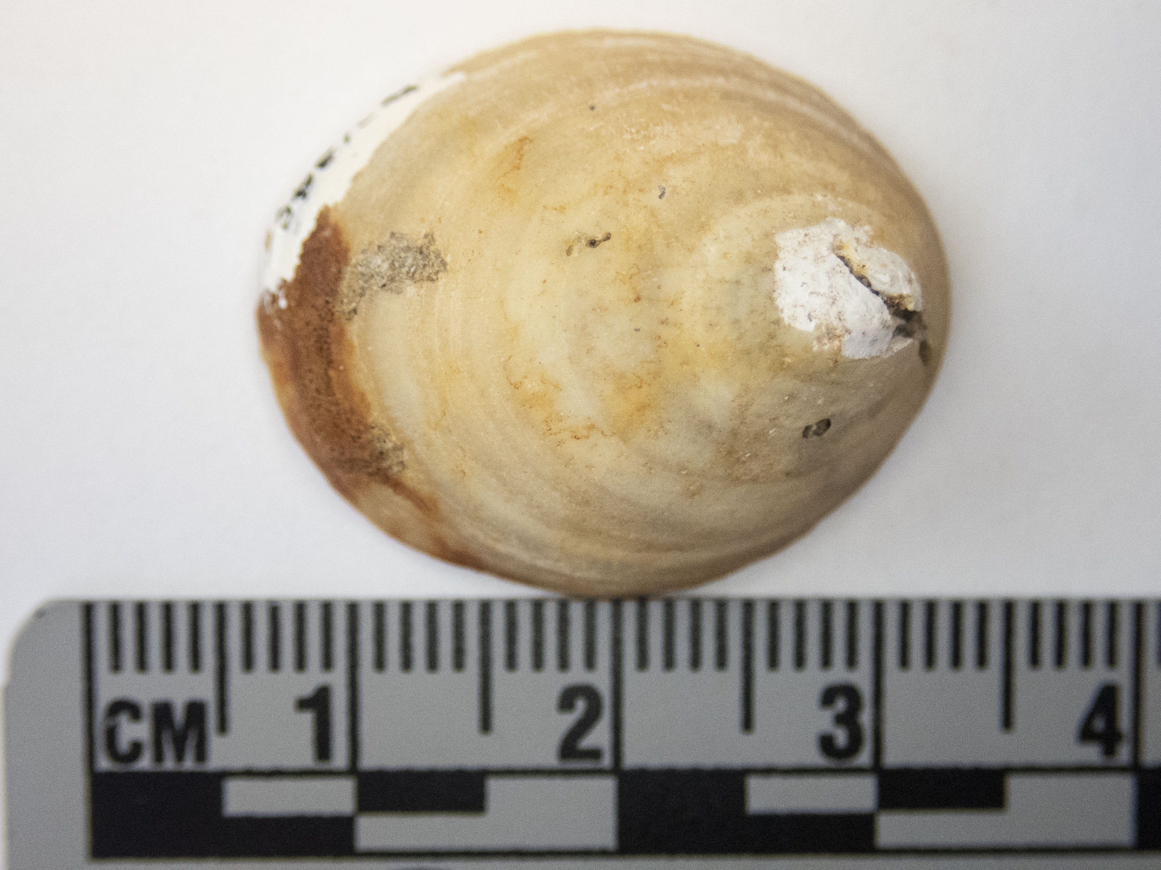 <i>Hippothoa hyalina</i>