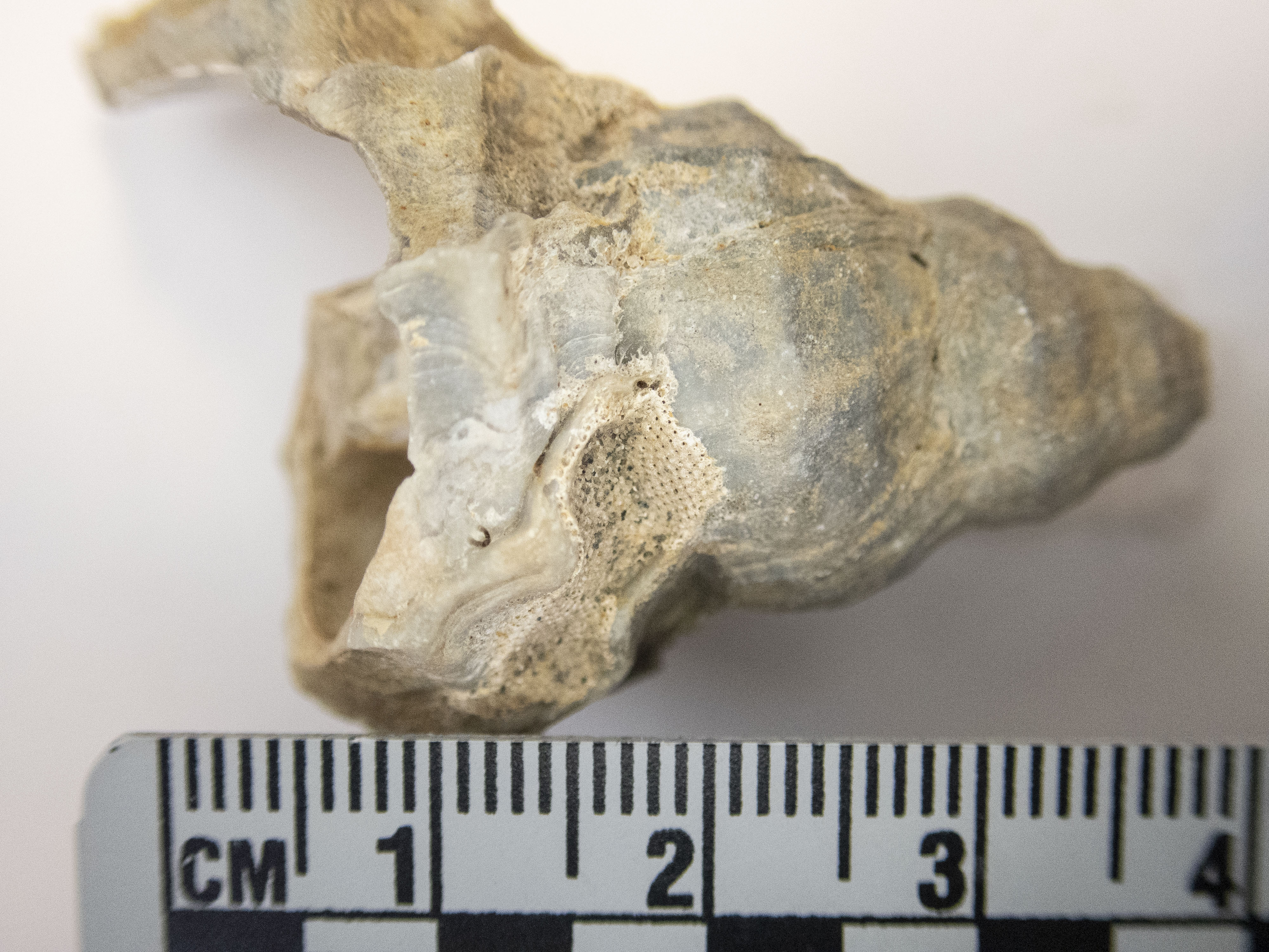 <i>Hippothoa hyalina</i>