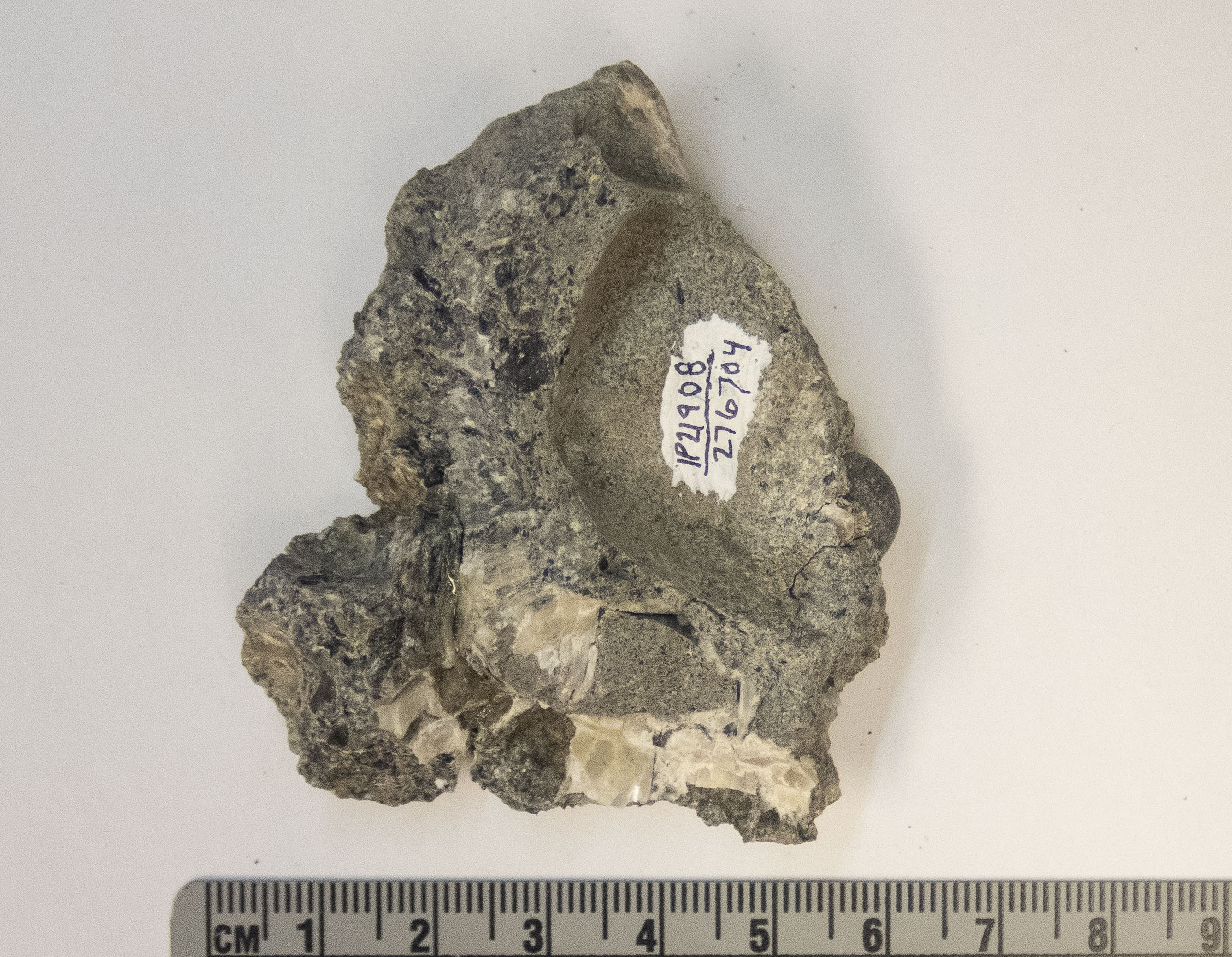 <i>Mytilus edulis</i>