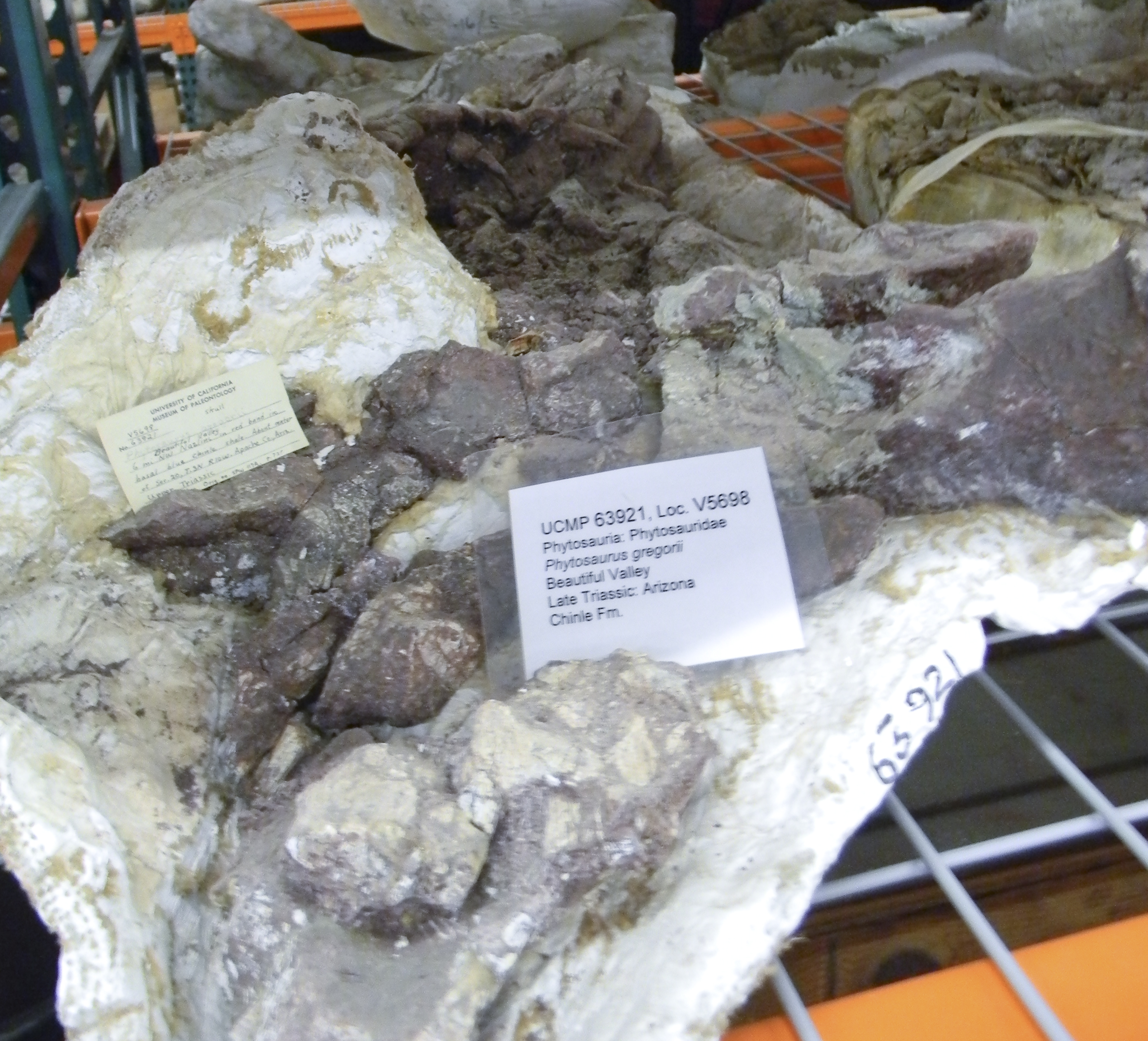 <i>Phytosaurus gregorii</i>
