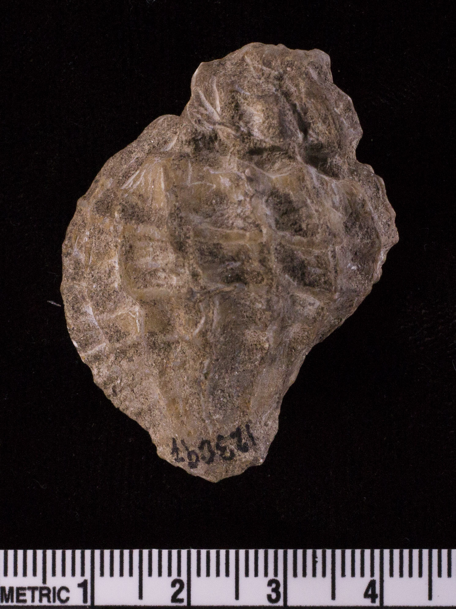 <i>Purpura turris</i>