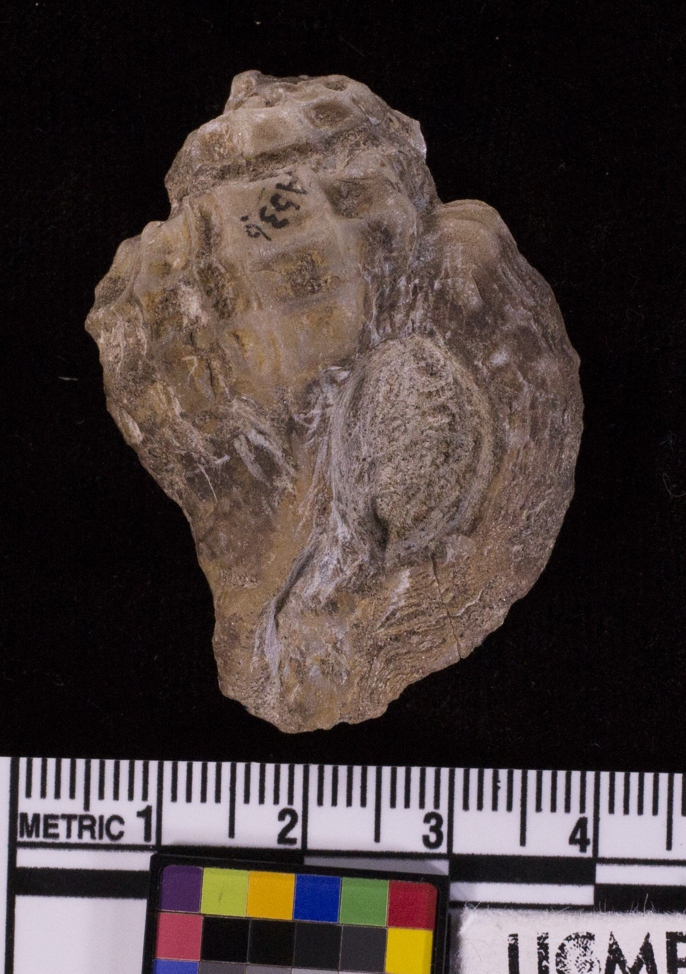<i>Purpura turris</i>