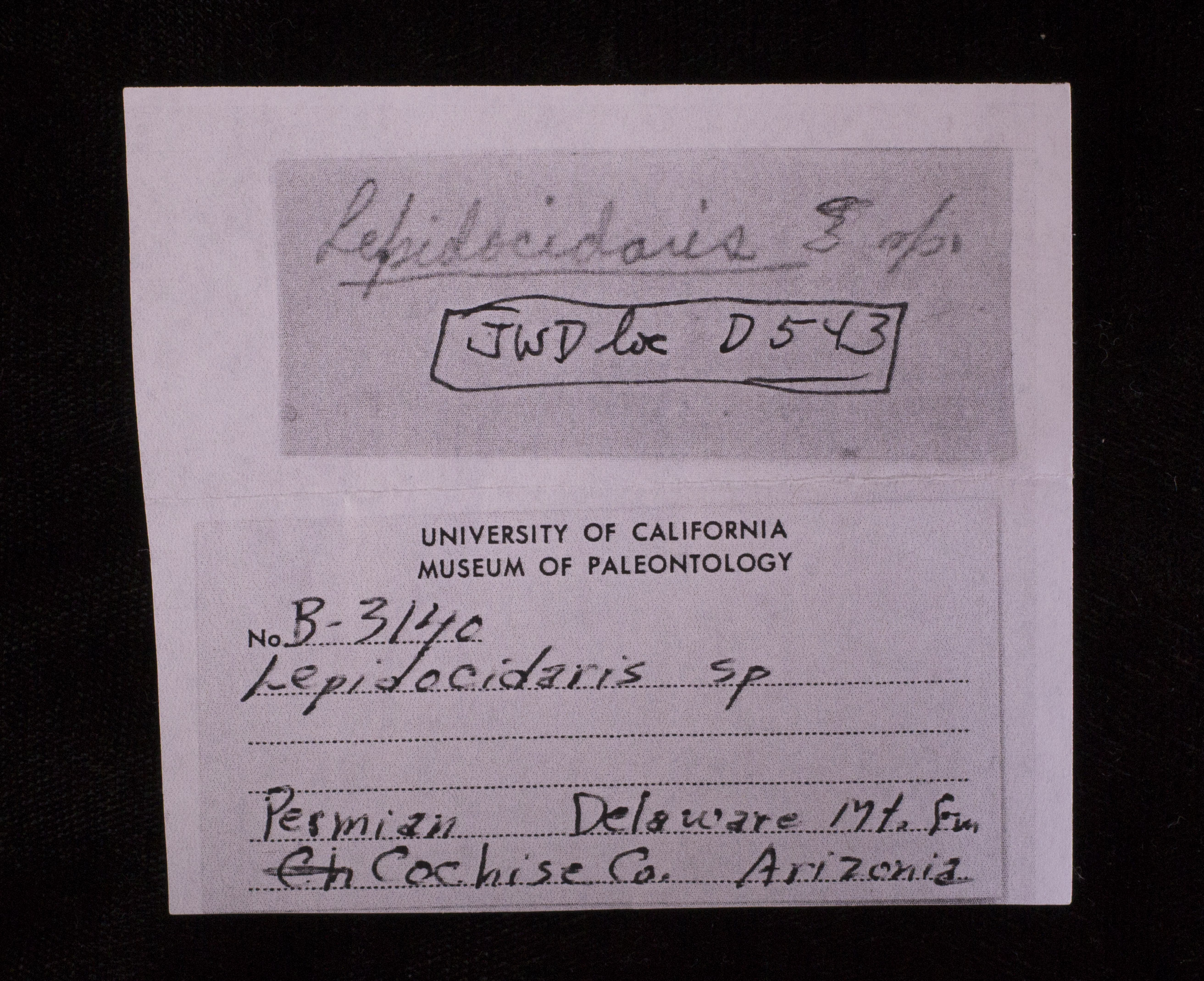 UCMP specimen card