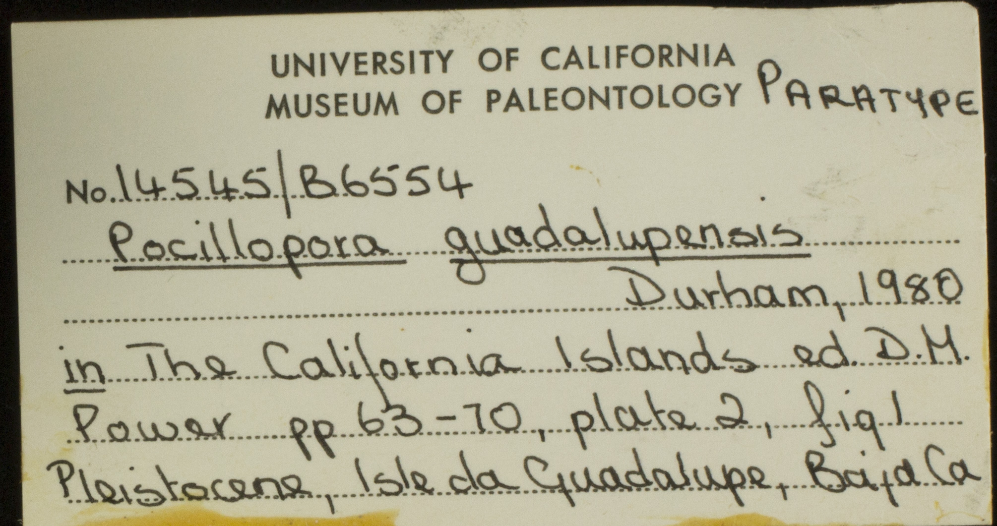 UCMP specimen card
