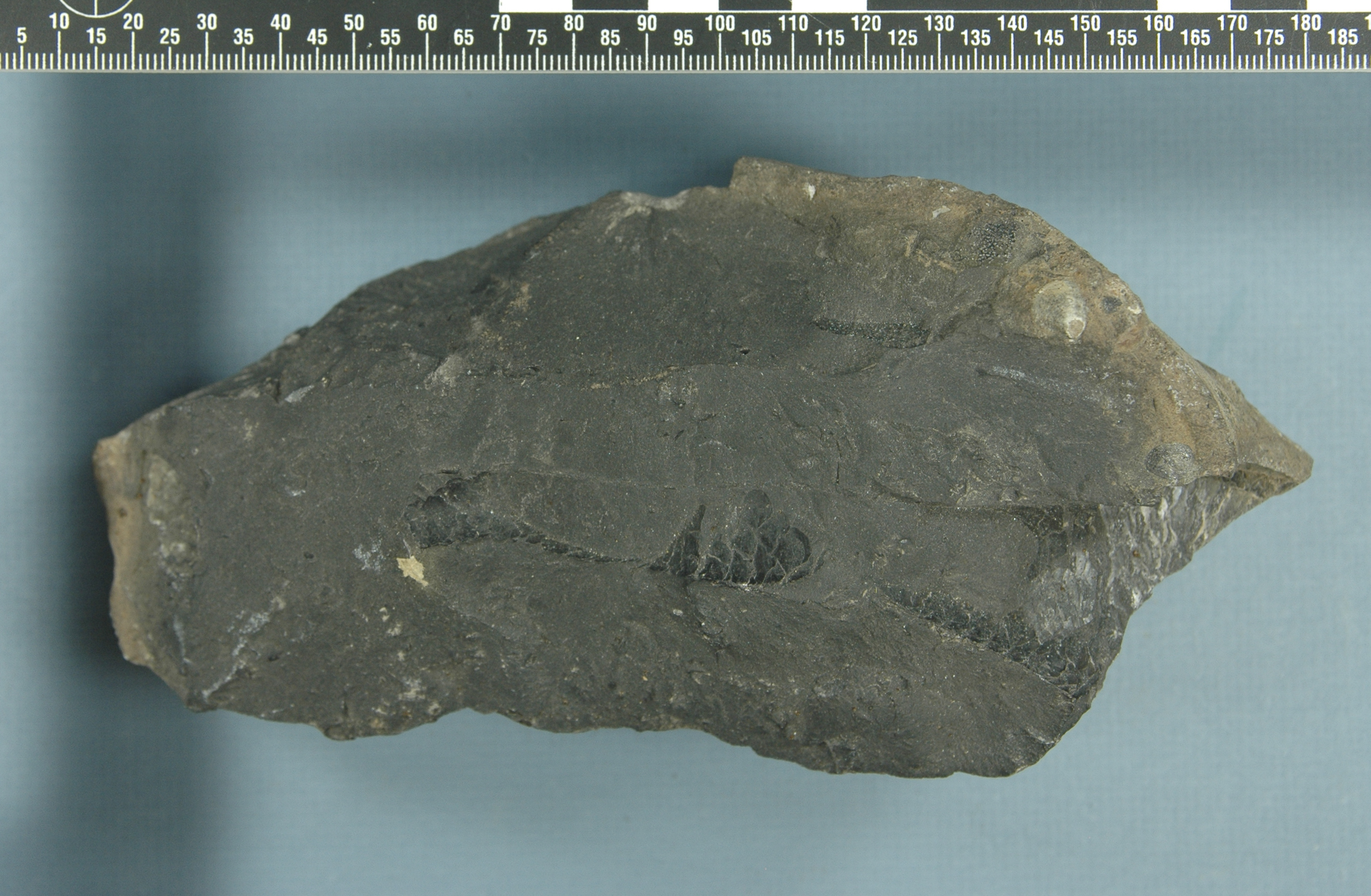 Class Osteichthyes
